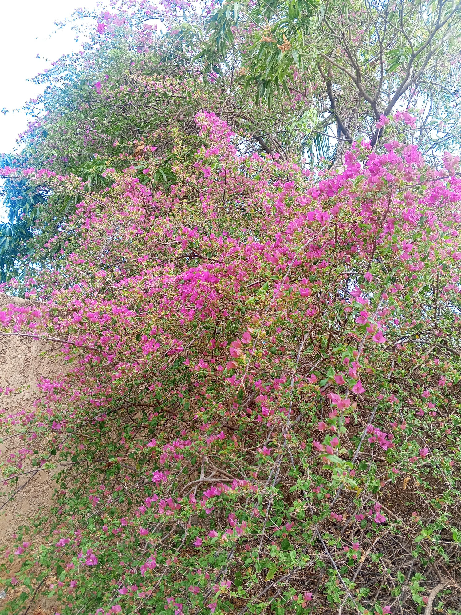 The image captures a vibrant bougainvillea bush in bloom, its branches laden with numerous bright pink flowers. The bush is dense, with a thick tangle of woody stems and green leaves interspersed among the blossoms. Some of the branches are bare, showing a more intricate network of woody structures.
In the background, elements of the setting are visible. To the left, a portion of a textured, light-brown wall suggests an outdoor environment, possibly a garden or courtyard. Above and behind the bougainvillea, the foliage of a larger tree with lighter green leaves and some bare branches can be seen. The sky above is bright and appears clear, indicating it is likely daytime. The overall impression is one of abundant natural growth and color, suggesting a warm, possibly tropical climate given the location context of Altagracia, Venezuela. No people, text, or specific events are depicted in the image. The focus is solely on the plant life.
