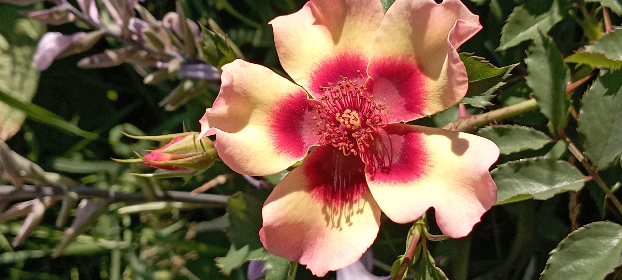 A close-up, vertically oriented photograph shows a single, open rose bloom in the foreground. The rose petals are a gradient of pale yellow at the tips, transitioning to a deep pink or crimson at the center. The stamens and pistils in the center of the flower are a vibrant reddish-pink. To the upper left of the bloom, a single rose bud, partially open and in a similar color scheme, is visible. The background is a blur of green foliage and hints of purple flowers, suggesting a garden setting. The lighting indicates it is daytime, with sunlight casting shadows on the rose petals. There is no indication of the specific location within Radisne, Ukraine, as the image does not contain any identifiable landmarks or context for geographical placement.