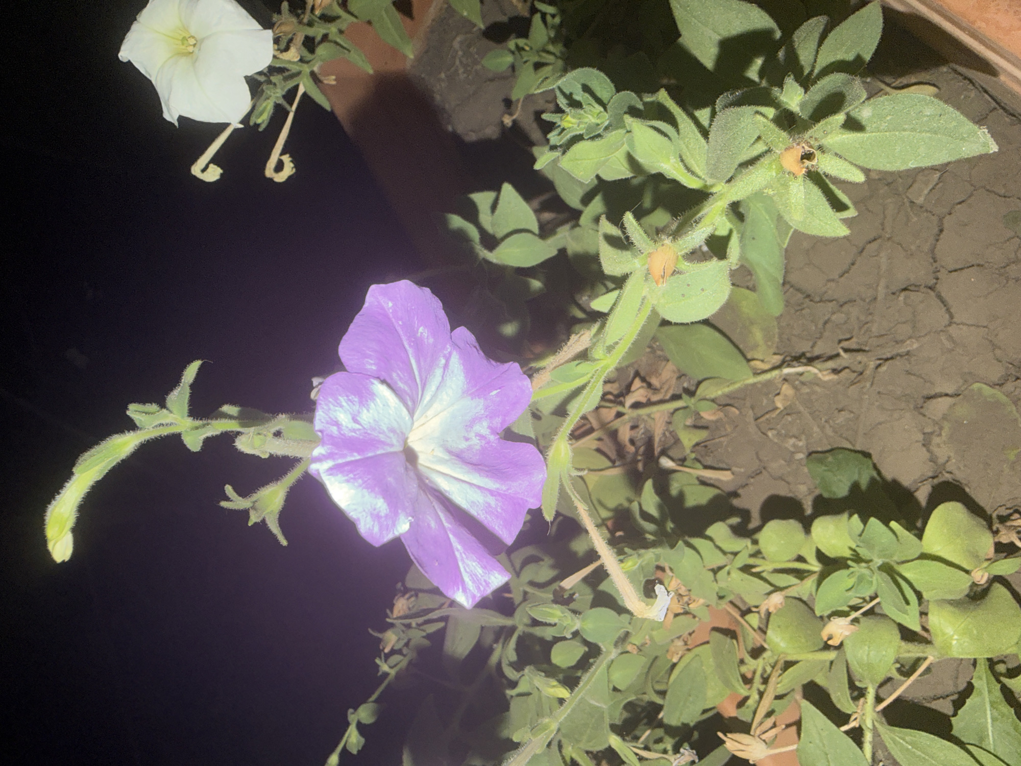 The image shows a close-up of petunia flowers in a pot at night. A large purple and white petunia is in the foreground, with its petals slightly iridescent. To the right and further back, a white petunia is visible, along with several green leaves and buds. The background is dark, suggesting it is nighttime. The soil in the pot appears dry and cracked. There is no visible indication of the city of Armavir, Armenia, in the image.