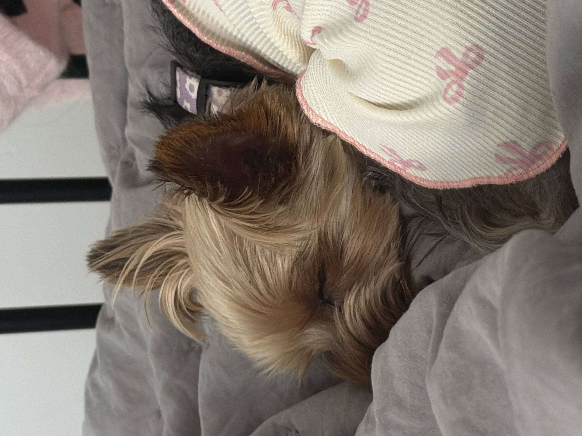 A Yorkshire Terrier dog is sleeping peacefully on a gray blanket, partially covered by a light-colored fabric with pink ribbon patterns. The dog's fur is a mix of tan and dark gray, and its eyes are closed. A black and purple patterned collar is visible around the dog's neck. The background is blurred but appears to be an indoor setting with hints of white and pink. The image was taken in Legionowo, Poland.
