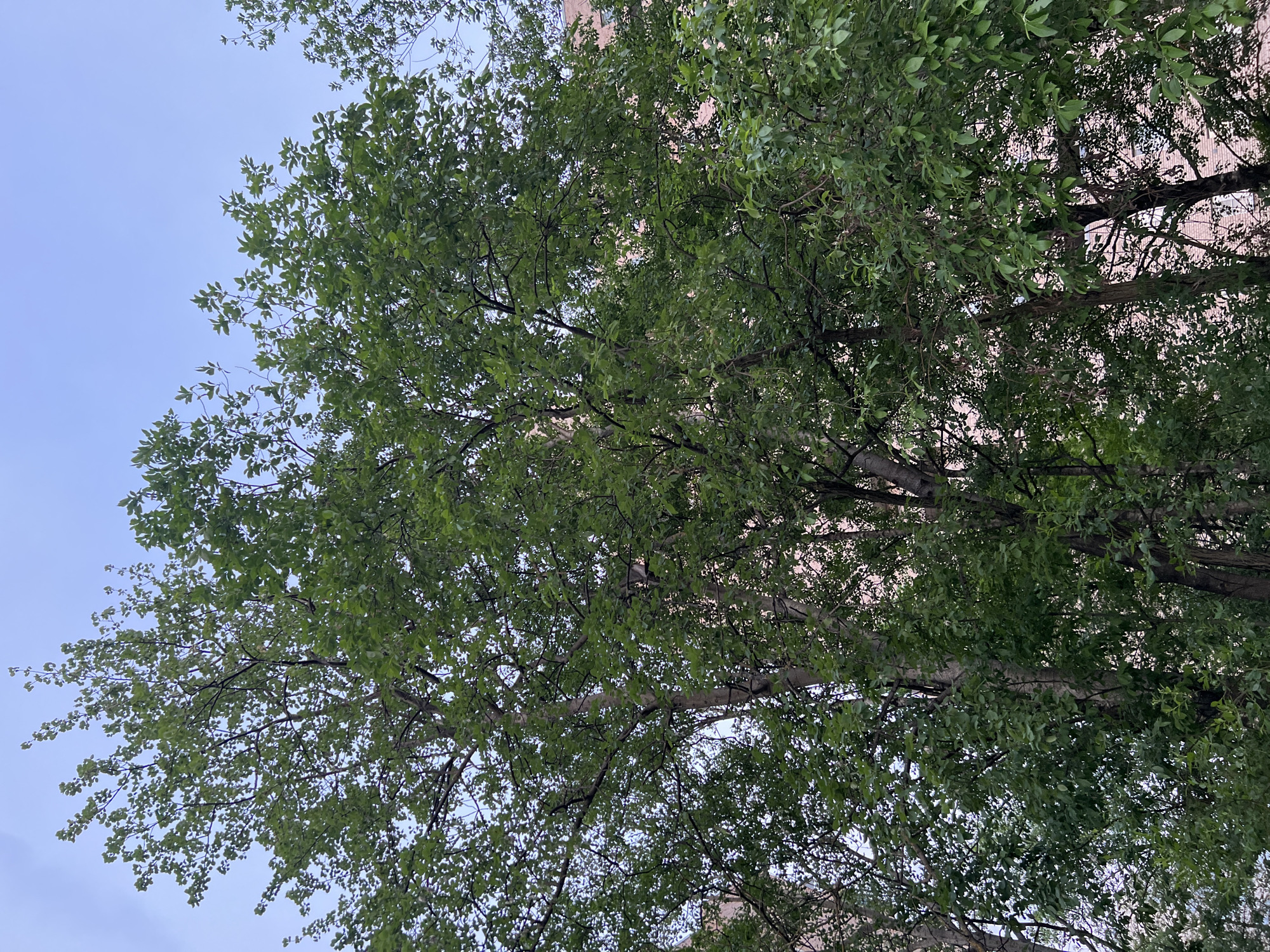 This image presents a dense arrangement of deciduous trees, rich with green foliage, under a bright, light blue sky. The upper portions of the trees, adorned with lighter green leaves, are illuminated by sunlight, suggesting a clear day during late spring or summer. Multiple tree trunks and a complex network of branches are partially visible through the canopy. In the background, behind the dense foliage, light-colored, multi-story brick buildings with visible windows are discernible, indicating an urban setting. The scene is devoid of individuals, animals, or specific human activities. This natural urban environment is located in the city of Saint Petersburg, Russia.