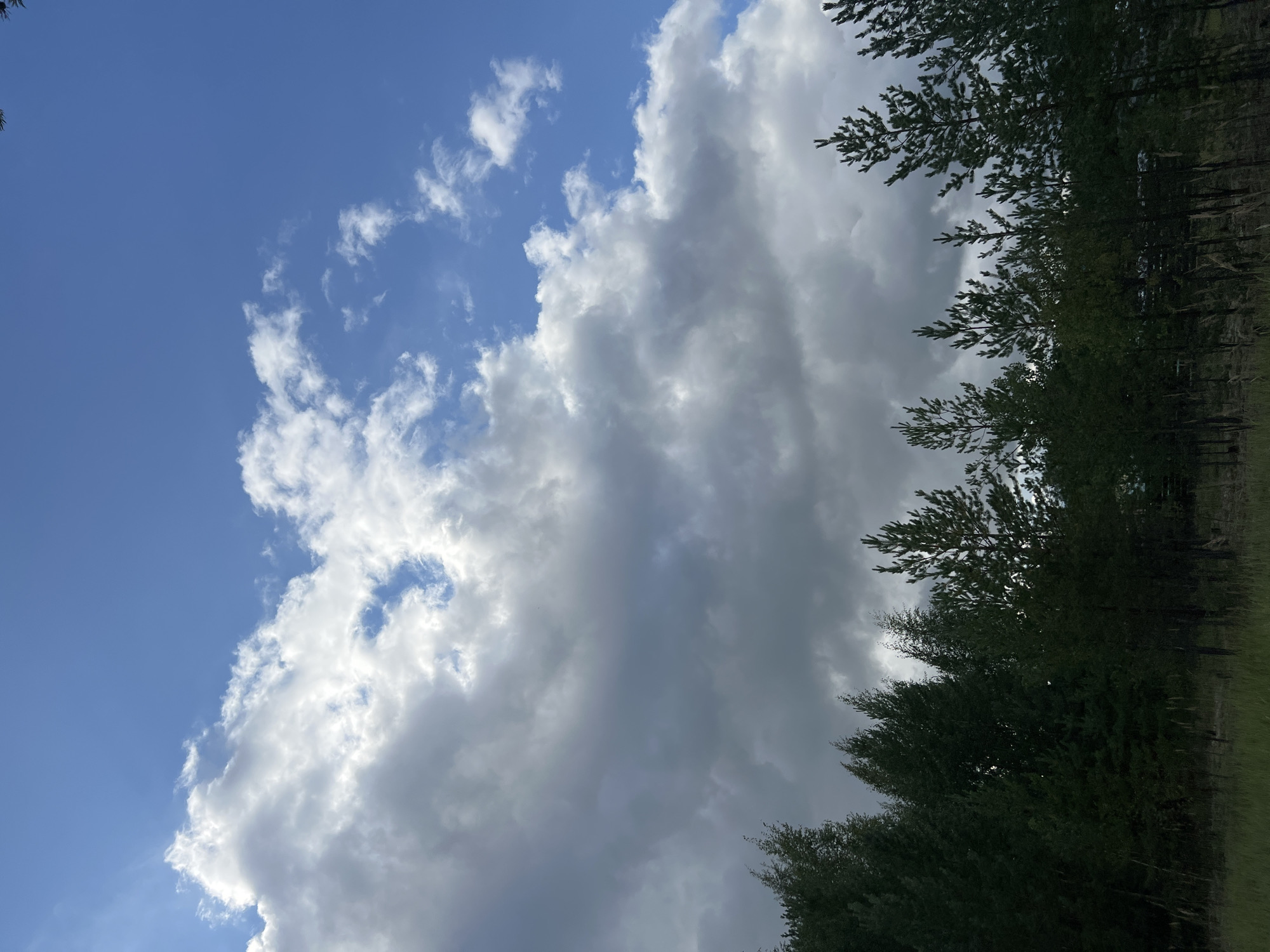 The image shows a forest edge with a dramatic sky above. A line of coniferous trees, primarily pines, forms a dark silhouette against a backdrop of a bright blue sky with a mix of fluffy white clouds and larger, darker storm clouds. The ground in front of the trees is covered in dry grass and some sparse vegetation. The sky takes up approximately two-thirds of the frame, with the trees occupying the bottom third. The lighting suggests it is daytime, possibly late afternoon, with the sun casting light on some of the clouds. There are no people or animals visible in the image. The scene is likely a natural landscape bordering a wooded area, a common sight in or around Surgut, Russia, given its location within the boreal forest zone.