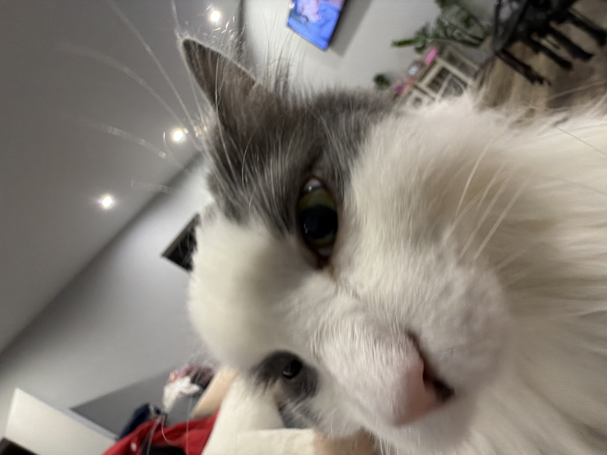 A close-up, slightly distorted, photo shows the face of a long-haired cat with gray and white fur. The cat's nose is pink and large in proportion to the rest of its face. The cat's eye is green and visible on the left side of the frame. The background appears to be indoors with a ceiling and various objects visible. There is no information about the city of Chaikovsky, Russia, present in the photo.
