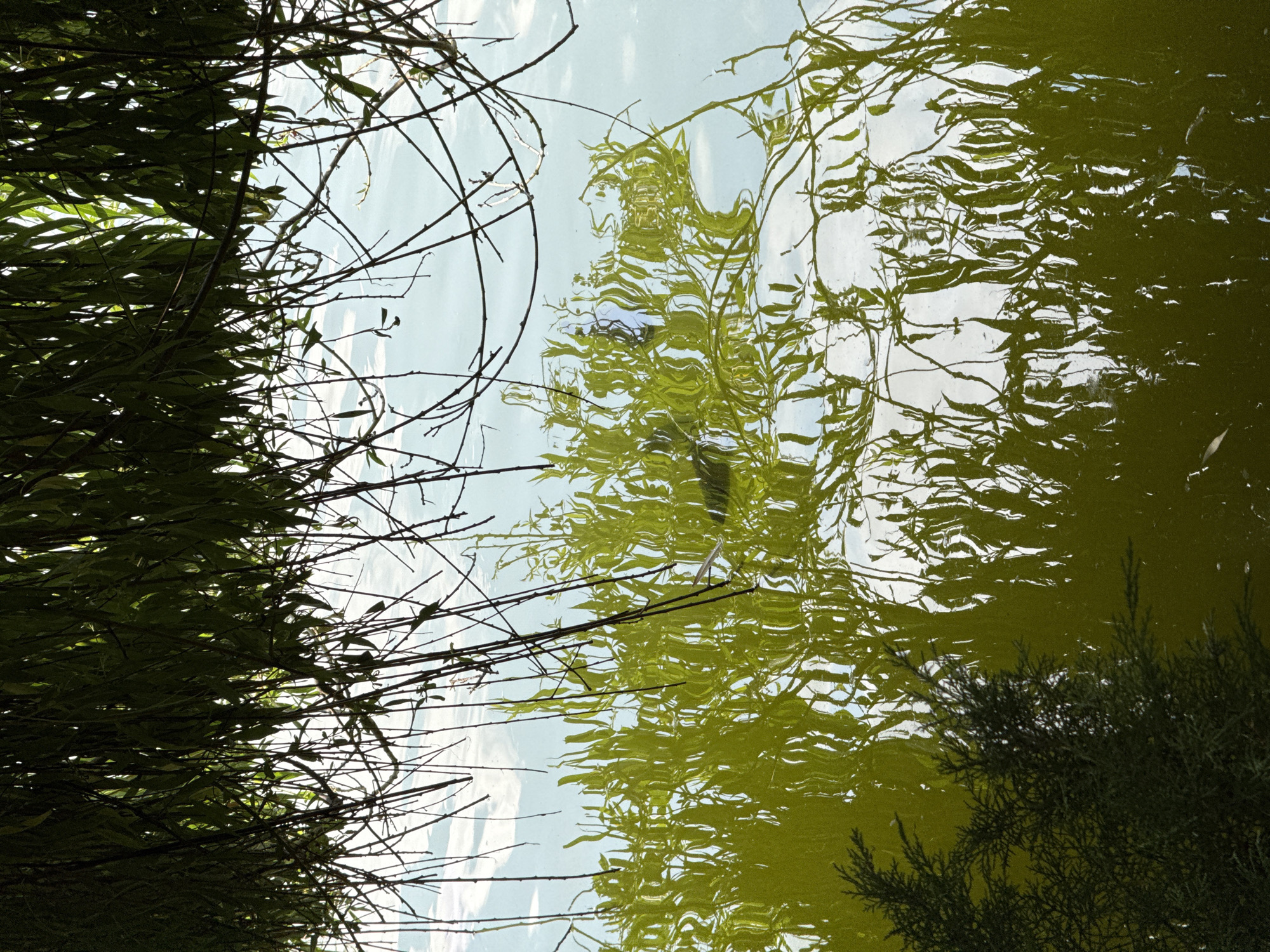 A close-up, low-angle shot captures the surface of a body of water, reflecting the overhanging branches and leaves of a weeping willow tree. The water is a murky green color, heavily textured by ripples that distort the reflections of the surrounding vegetation and the pale blue sky with white clouds. Dark, thin branches of the willow hang down, some dipping into the water, creating an abstract pattern of light and shadow. In the lower left corner, a dense, dark green evergreen shrub occupies the edge of the frame, its branches also casting a faint reflection on the water's surface. No people or animals are visible in the scene. The setting appears to be a natural or park-like environment, possibly a lake or pond within the city of Mirikənd, Azerbaijan.