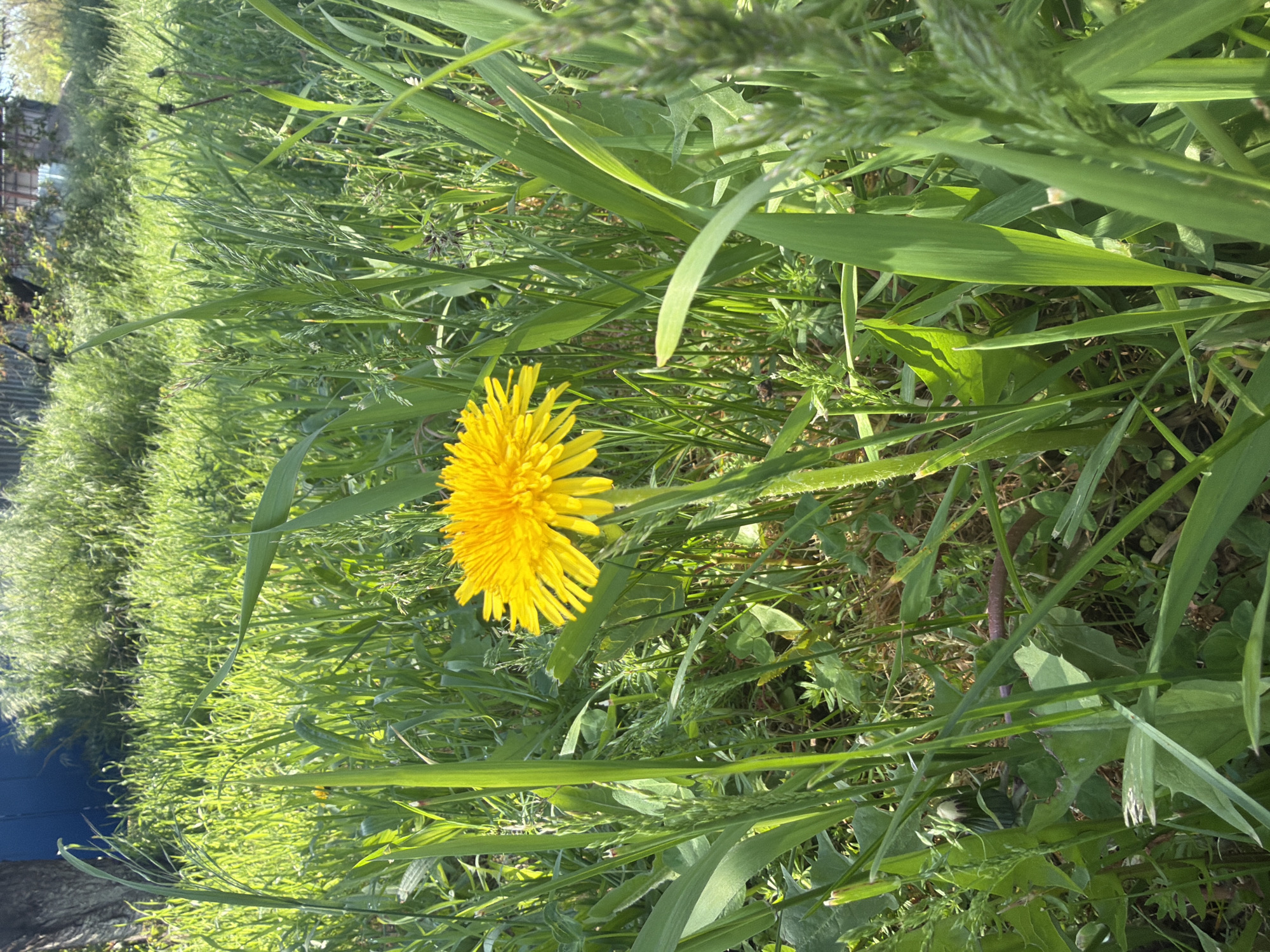 The image depicts a close-up of a dandelion flower in a field of tall grass and other vegetation. The dandelion is the focal point, with its bright yellow petals prominently displayed. The surrounding greenery consists of various grasses and broadleaf plants. The overall scene suggests an outdoor environment, possibly a lawn or field in Leningradskaya, Russia. In the background, there's a glimpse of what seems to be a fence or a building. No people, actions, or interactions are visible in the image.