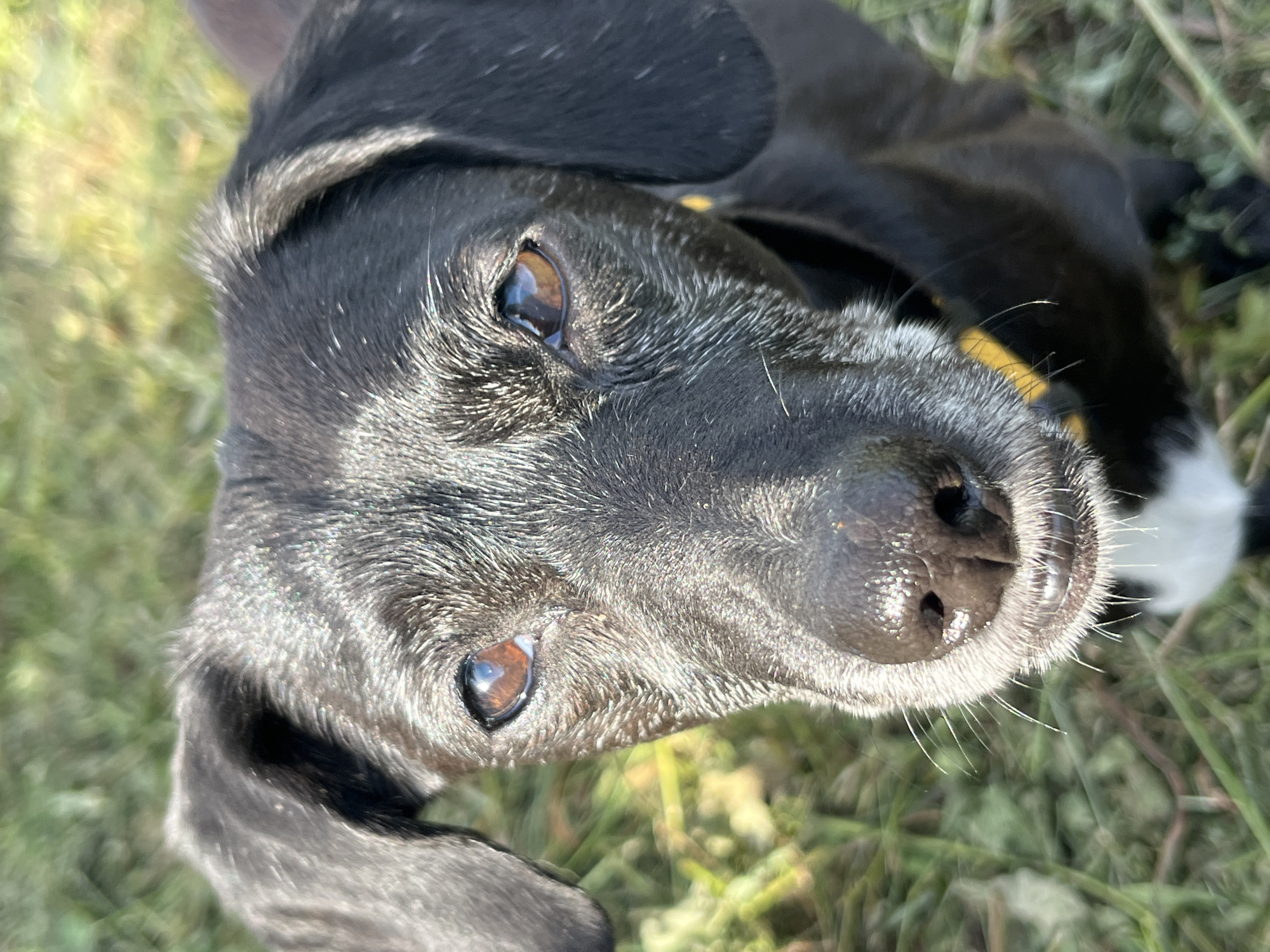 The image is a close-up, eye-level, outdoor shot of a black dog with some graying fur around its muzzle and eyes. The dog is looking directly at the camera. The background is a blur of green grass and possibly some dry leaves, suggesting a park or natural area. The dog is wearing a dark collar with a yellow stripe. There is no indication of the location being Nizhny Tagil, Russia.