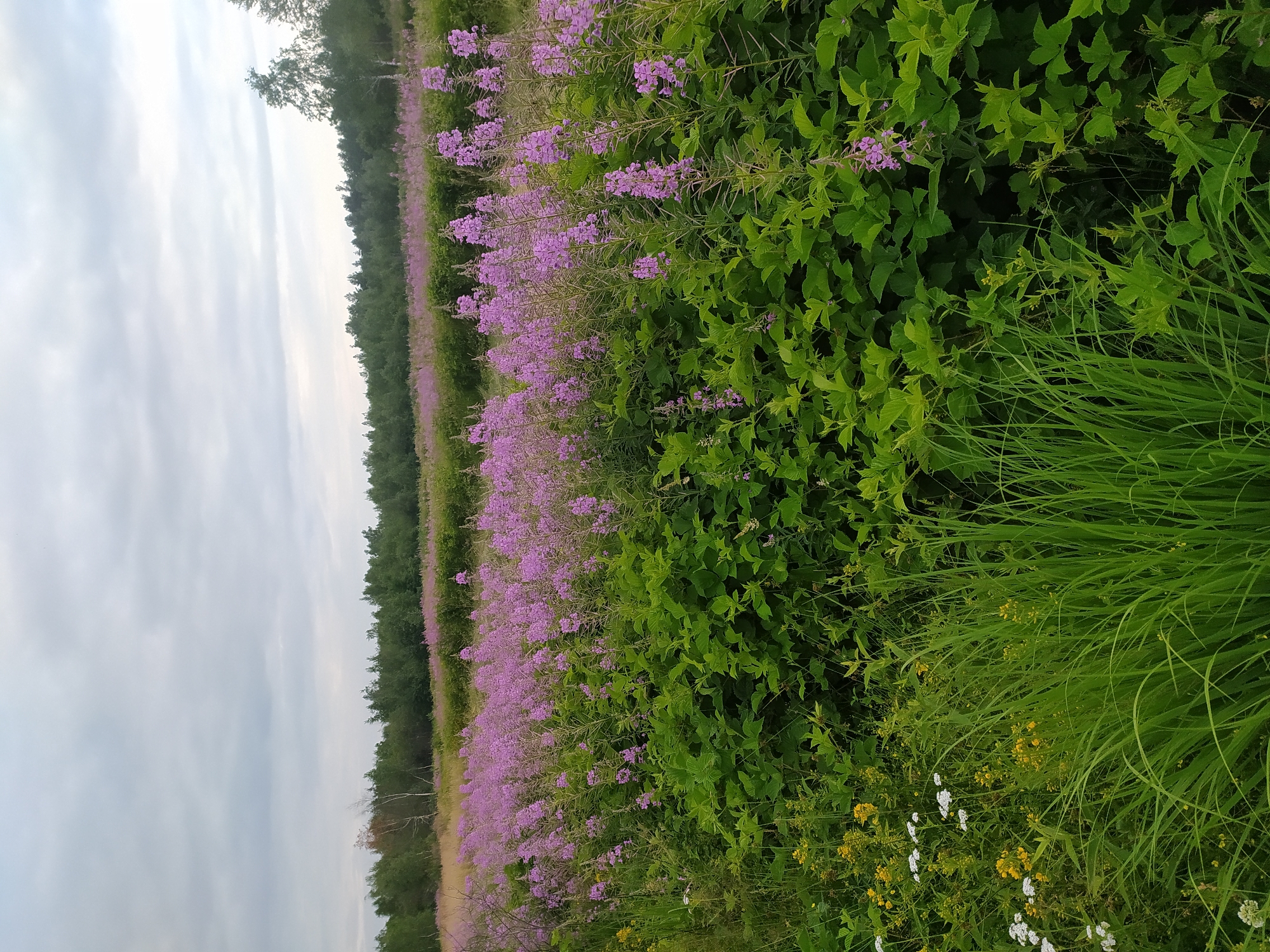 An outdoor, low-angle, medium shot captures a field of wildflowers under a cloudy sky in Unknown, Unknown. In the foreground, tall green grass is interspersed with small white and yellow flowers. Behind this, a dense field of tall, leafy green plants stretches horizontally across the frame, punctuated by spikes of bright pink wildflowers. Further back, more pink wildflowers and green foliage form a middle ground, leading to a line of trees in the distance. The sky above is overcast with grey clouds.