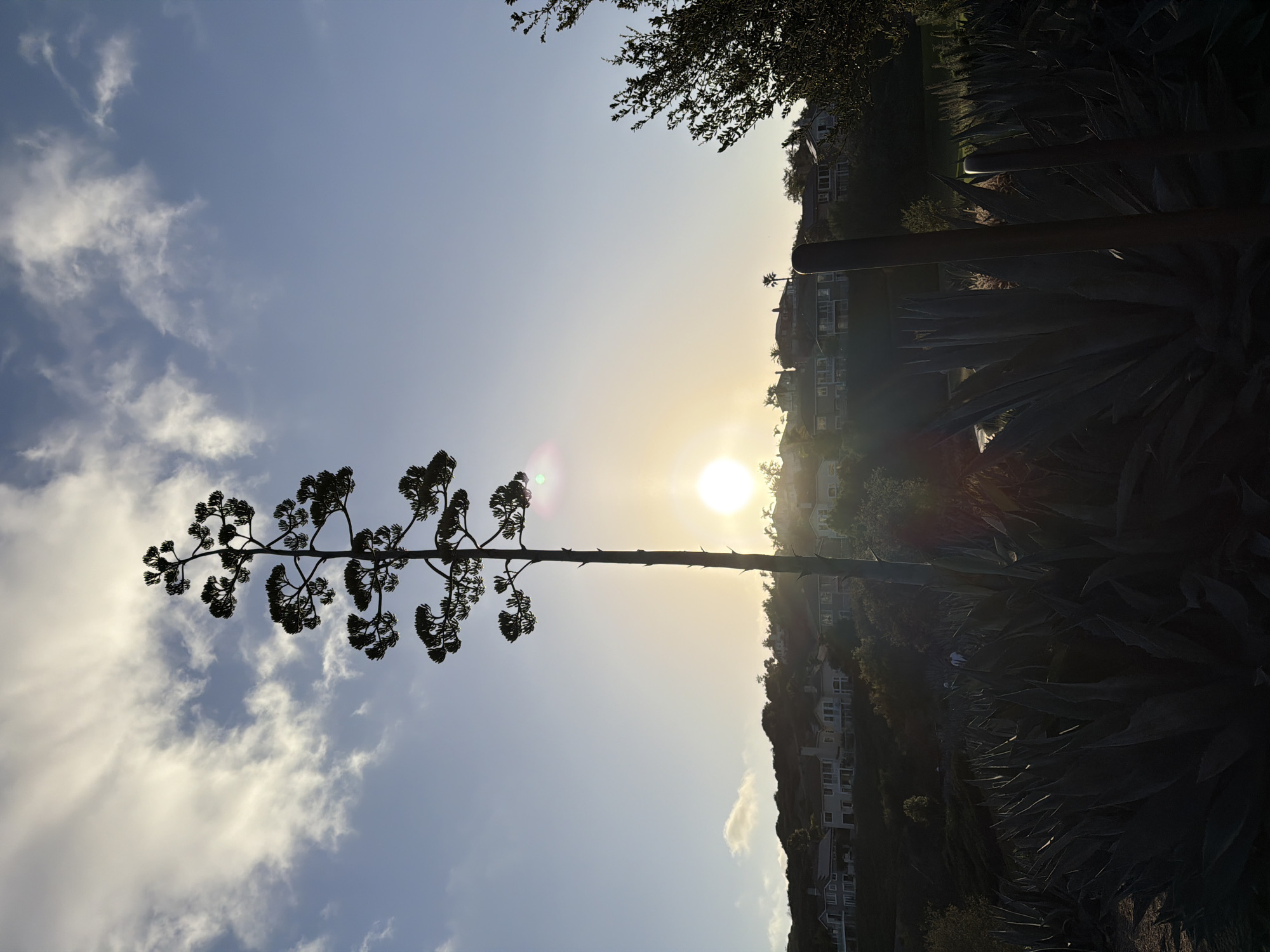 A tall, silhouetted agave stalk stands in the foreground, its branches extending upwards against a hazy sunset sky. The sun, a bright orb, is visible through the stalk and partially obscured by clouds. In the midground, a line of suburban homes is nestled on a hillside covered in greenery. The foreground is filled with the dark, spiky leaves of more agave plants, creating a dense, almost impenetrable border. The overall scene suggests a residential area with significant landscaping, likely in a warm climate. The image was captured in Aliso Viejo, California, United States of America.