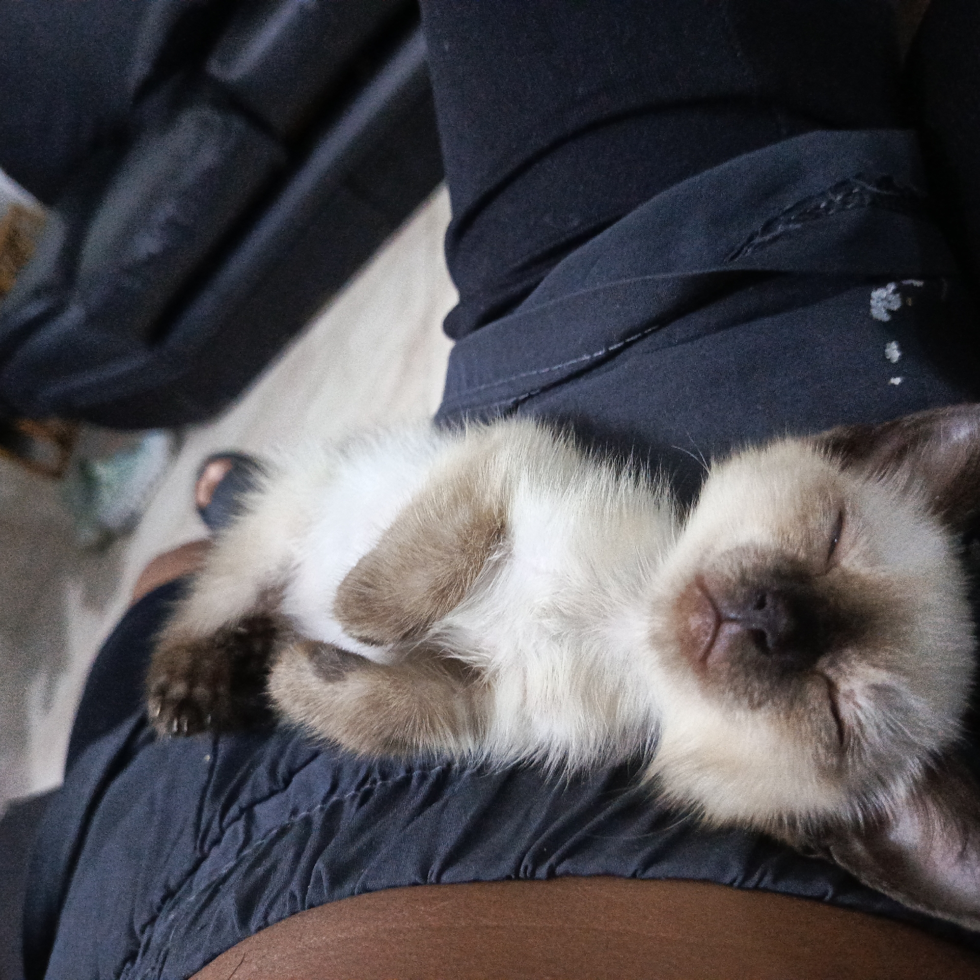 A close-up, high-angle shot captures a young Siamese kitten sleeping on dark blue fabric, possibly pants, worn by a person. The kitten is lying on its back, with its paws curled up towards its chest. Its fur is a light cream color with brown points on its ears and face, and subtle tabby markings on its limbs. The kitten's eyes are closed, and its mouth is slightly open, revealing a hint of its pink tongue. The dark fabric beneath the kitten has visible creases and seams, indicating it is clothing. The background is slightly out of focus but shows a light-colored surface, possibly a floor or table, and some darker shapes that are difficult to identify. The scene appears to be indoors, in a casual setting. The image does not provide specific information about the location within Piloncito, Venezuela, beyond the fact that the image was taken there.