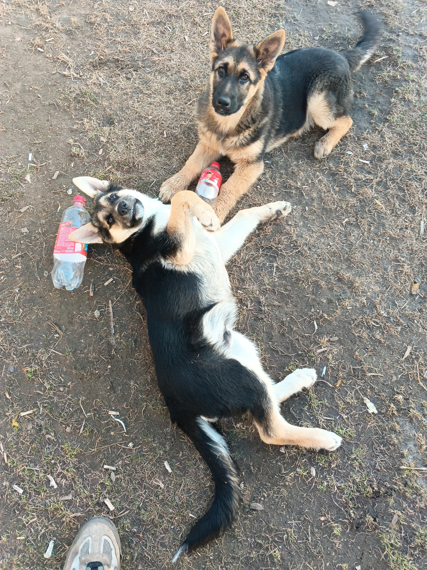 Two dogs lie on sparse grass and dirt. One dog, a German Shepherd puppy, sits upright, looking at the camera. The other dog, black and white, lies on its back with its paws in the air. Beside the latter dog is a plastic water bottle. A second plastic water bottle lies between the two dogs. A small toy lies between them. A partially visible shoe is in the bottom left corner of the frame. The location is Andreyevo, Russia.
