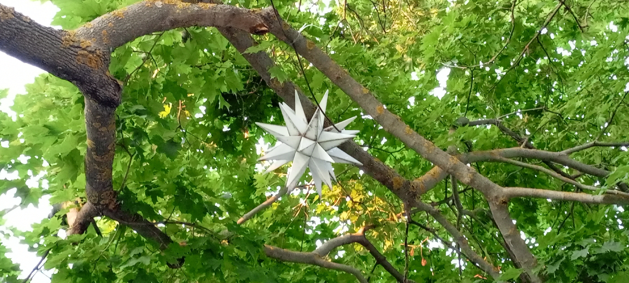 An outdoor, low-angle, medium shot captures a stark white, geometric, multi-pointed star ornament hanging from the branches of a leafy green tree in Kirsanov, Russia. The star, appearing to be made of paper or a similar lightweight material, is suspended by a thin string or wire and is positioned slightly to the right of the center of the frame. The tree branches, thick and rough-barked, are interwoven and spread across the upper portion of the image, creating a canopy of vibrant green leaves. Some branches have patches of lighter-colored lichen or moss. Sunlight filters through the dense foliage, creating bright spots and dappled shadows, suggesting it is daytime. The background consists of more of the tree's leaves and branches, with some areas of bright white sky visible through the gaps. There are no people or animals in the image.