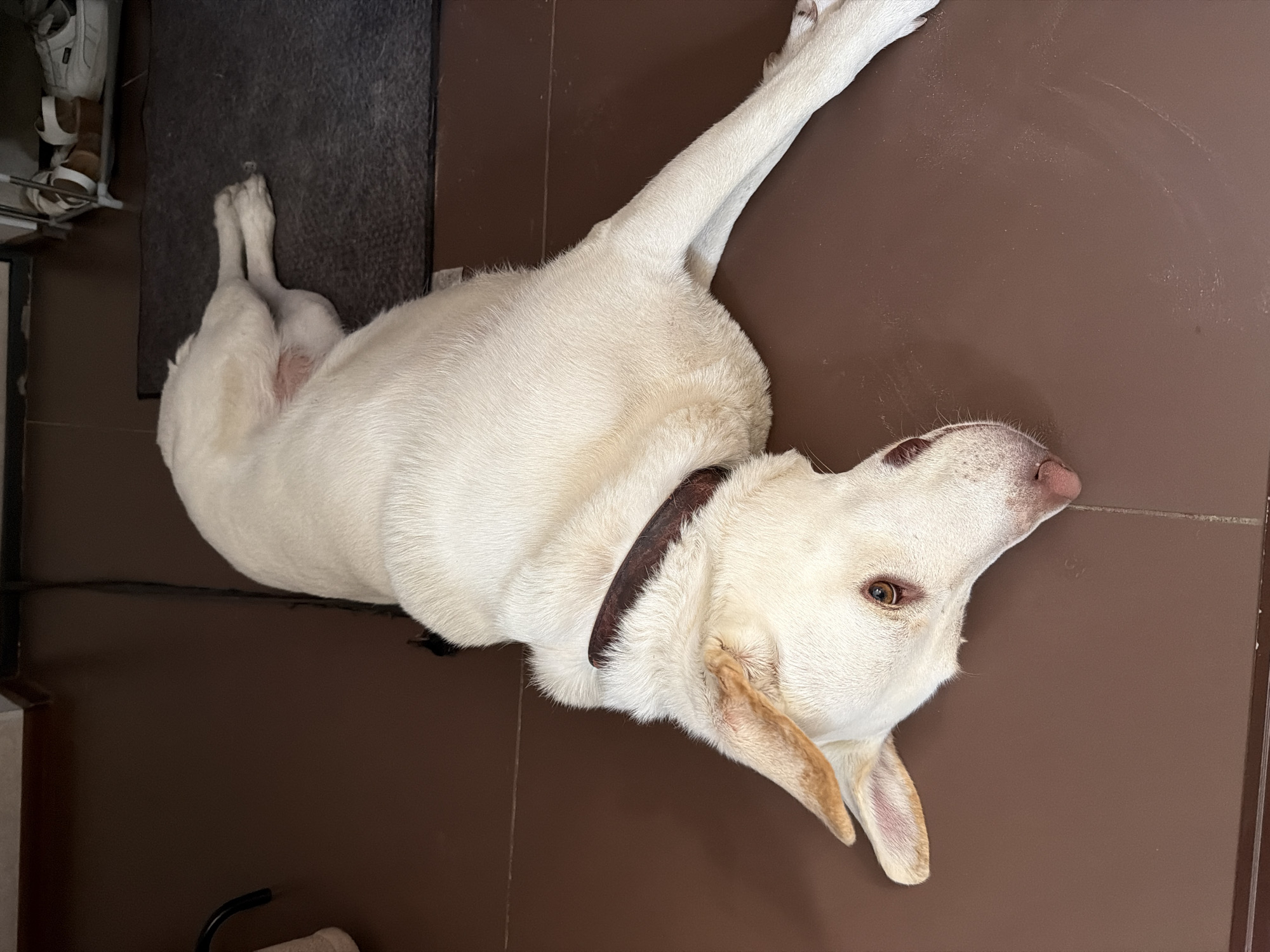 A medium-sized, white dog with tan markings on its ears lies on a brown tiled floor. The dog is resting on its side with its head turned to face the camera. It wears a dark-colored collar. In the background, a dark gray mat is visible, with a shoe rack containing sandals and sneakers behind it. The environment appears to be indoors, possibly a home in Yälgelovo, Russia. There are no people visible in the image.