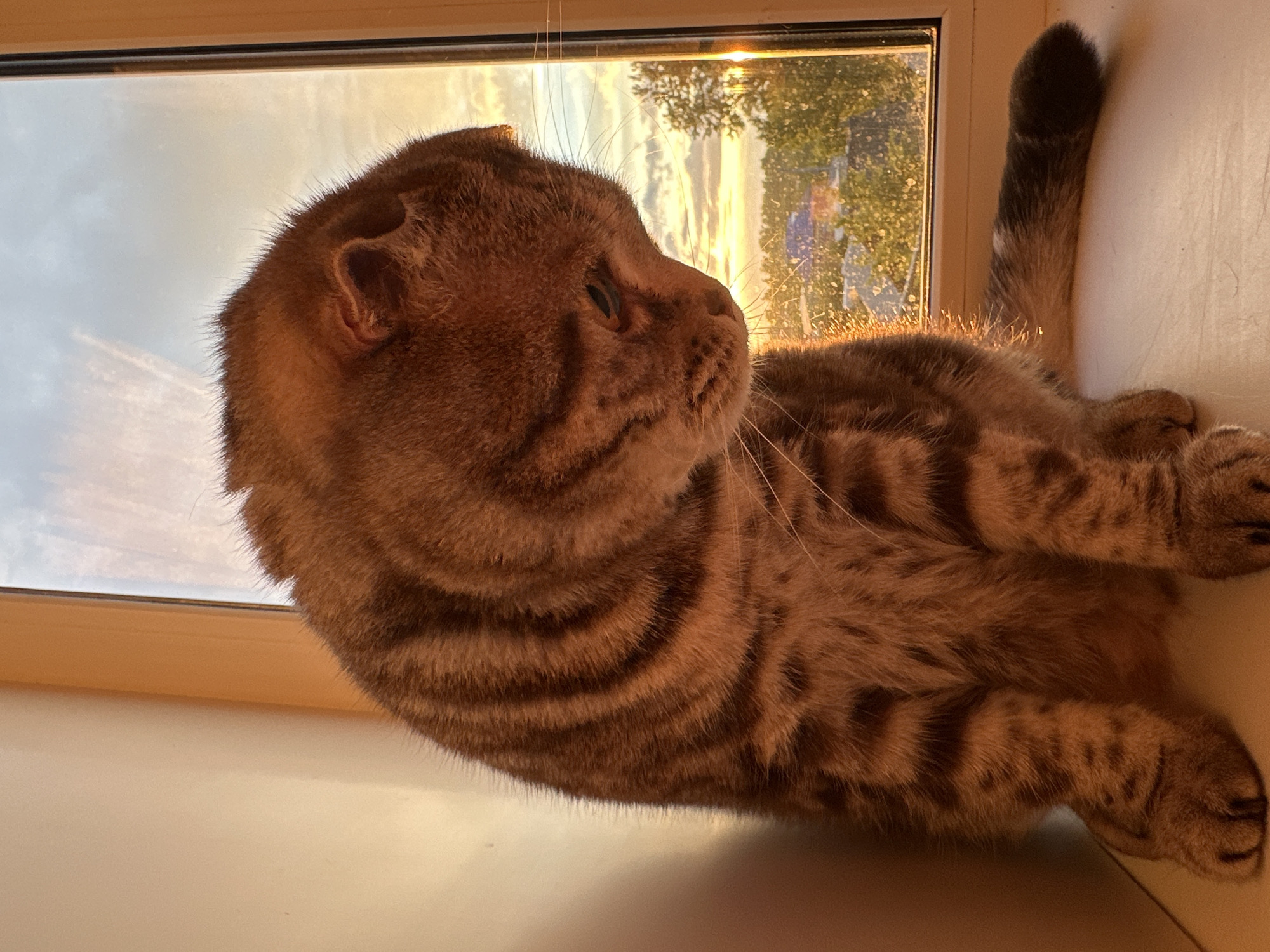 A brown tabby cat with folded ears is lying on a white surface, likely a window sill, in front of a window. The cat is positioned horizontally with its head near the left side of the image and its tail extending towards the right. The cat is looking to its right. The window shows an outdoor scene with trees and a sky illuminated by either the sunrise or sunset. The warm light of the sun is casting a glow on the cat's fur and the surrounding surfaces. The location is indoors with the window being the main source of light and visual connection to the outside.