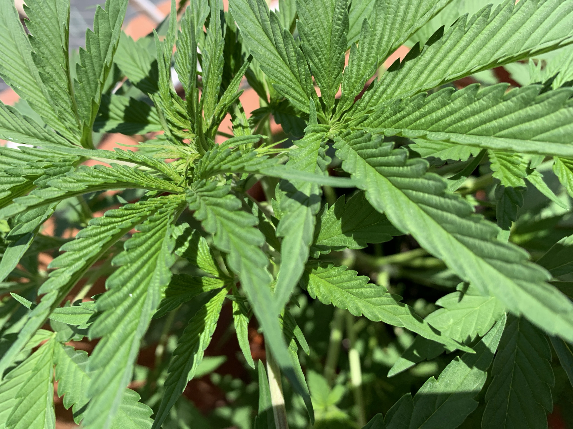 The image shows a close-up, overhead view of a cannabis plant with vibrant green leaves and some budding structures visible at the top. The plant is outdoors, with sunlight casting shadows on its foliage. The background is blurred but appears to be a terracotta-colored surface, possibly a pot or patio. There is no indication of the specific location within Barcelona, Spain.