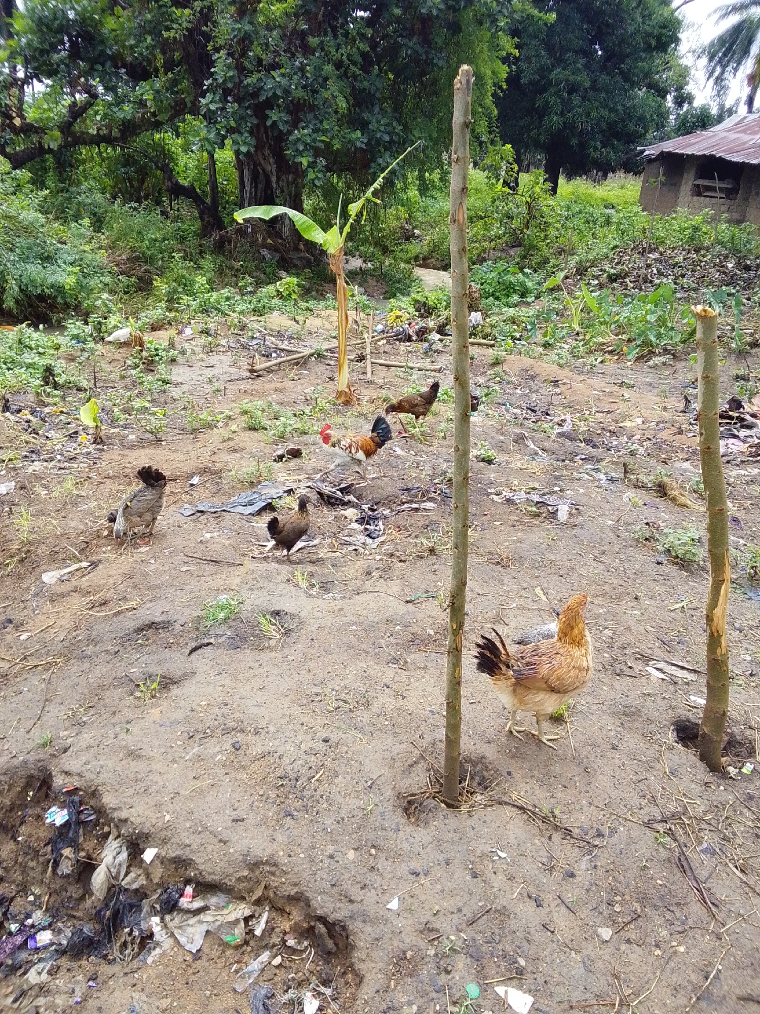 In Serti, Nigeria, a dirt yard is strewn with litter. Several chickens are visible, including a brown hen with a black tail standing in the foreground, a smaller brown chicken to its left, and a red and white rooster in the mid-ground. In the background, a small, dilapidated structure with a corrugated metal roof is partially visible amidst dense foliage. Two wooden posts stand in the dirt yard, one in the foreground and another in the mid-ground.