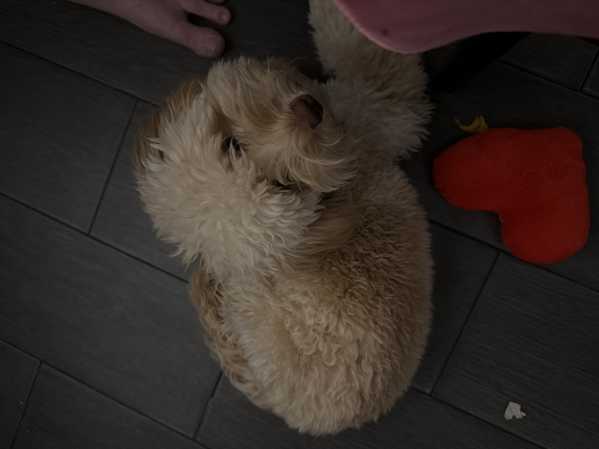 A light-colored, curly-haired dog is lying on a dark wooden floor. The dog is curled up, with its head resting on its paws and its body partially obscuring a bright red, heart-shaped plush toy. To the right of the dog, a bare human foot is visible, with toes pointed towards the dog. A small piece of white paper is on the floor to the left of the dog. The lighting is dim, suggesting an indoor setting. The scene takes place in an apartment in Bila Tserkva, Ukraine.