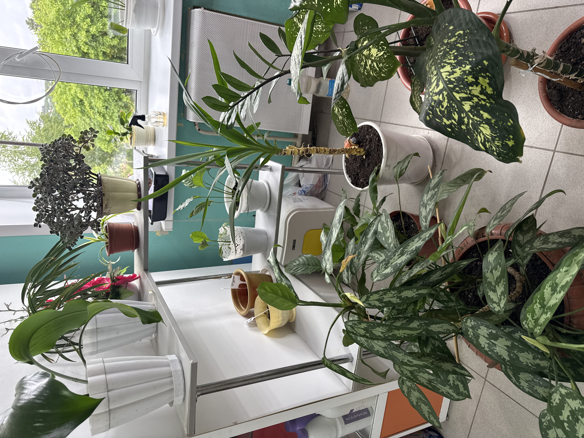 The image shows a collection of potted plants indoors, likely in Chaikovsky, Russia, based on context. The plants are diverse in species and sizes, arranged on a white shelving unit and on the floor. The shelving unit is positioned in front of a window with a view of greenery outside. Light shines through the window. A radiator is visible on the wall next to the window. The floor is tiled. One plant is supported by a stick, suggesting it may need support. Some plants have tags indicating their names. Some of the pots are decorative, while others are plain. The scene is brightly lit and appears well-maintained.