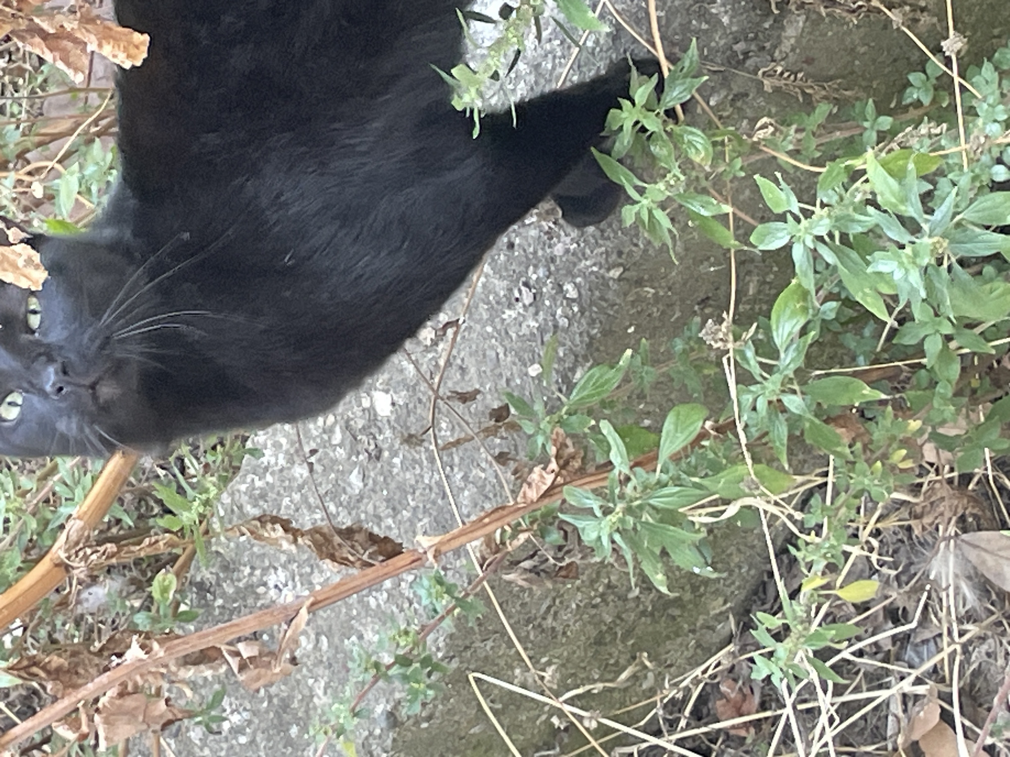 A black cat with green eyes is partially visible on a rocky, outdoor surface. The cat is looking upwards and to the left. The scene is partially obscured by dried leaves and green plants. The image does not provide enough information to determine a specific location within Kadıköy, Turkey.