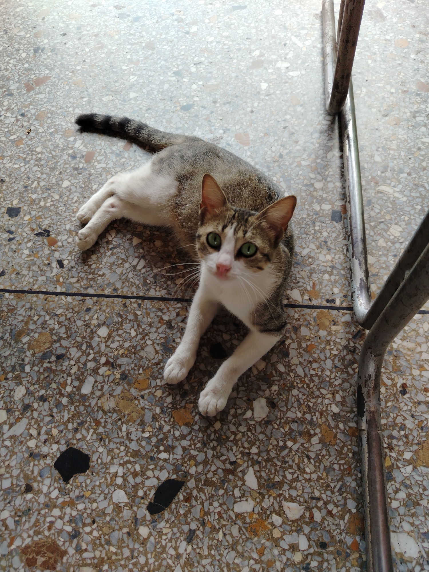 A domestic cat lies on a speckled, terrazzo floor. The cat has a white chest and paws, a grey and brown back, and a striped tail. Its green eyes are open and looking upwards. A metal chair leg is visible on the right side of the frame. The location is Tinaquillo, Venezuela.