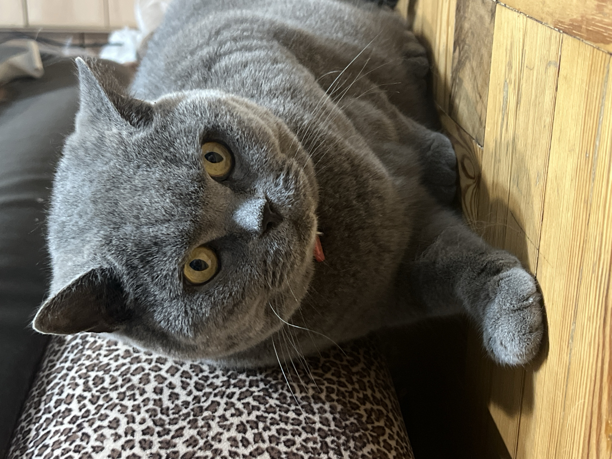A close-up, top-down shot shows a plump, gray British Shorthair cat with round, yellow eyes and a pink collar. The cat is lying on a textured, leopard-print cushion, with its head turned towards the viewer, looking slightly to the right. Its front paw extends to the right, resting against a wooden surface that appears to be part of a wall or furniture. The wood is made of vertical planks with a warm, light brown tone. The lighting suggests it is daytime. The cat's fur is dense and uniformly gray. The background is blurred, with hints of dark fabric and possibly some white objects. No text is visible in the image. The cat appears relaxed and possibly curious.