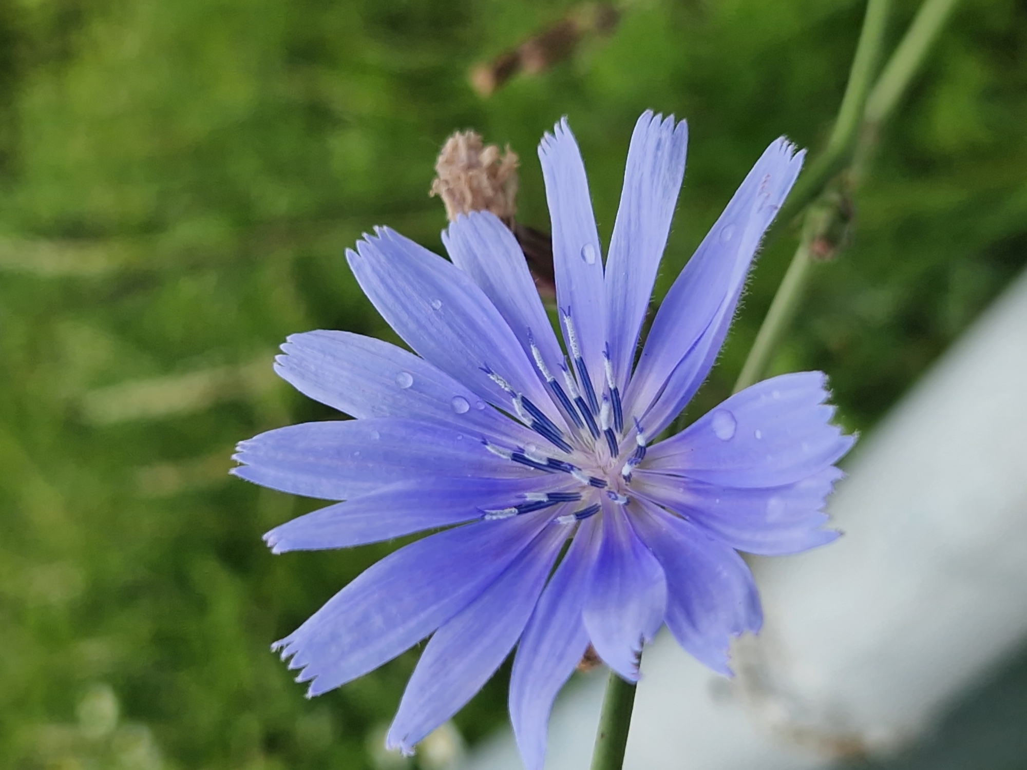 A close-up, vertical shot features a bright purple chicory flower with water droplets on its petals. The flower is in focus and centered in the frame, with its delicate petals fanned outwards. The background is a soft blur of green foliage, suggesting a natural outdoor setting. A hint of a white, blurred object is visible in the lower left corner, possibly a fence or railing. The image does not provide information about its specific location in Sofia, Bulgaria.