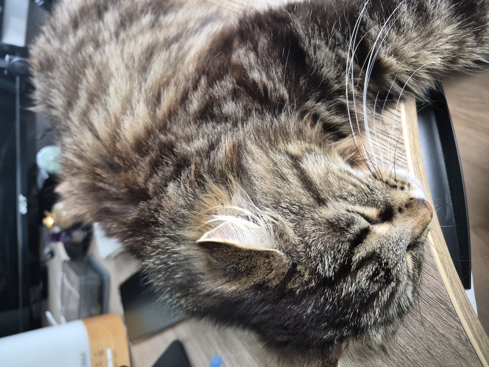 A domestic cat, featuring a distinctive brown, black, and tan tabby pattern, is depicted lying fully stretched out on a light wood-grain desk surface. The cat's head is oriented towards the left side of the frame, with its eyes closed, indicating sleep. Long, prominent white whiskers extend from its muzzle, and its left ear, adorned with fine white inner hairs, is visible and pointed. The cat's fur appears thick and soft. In the out-of-focus background, various objects are present on the desk: a white and orange appliance, likely a humidifier or diffuser, is visible to the left, and a dark rectangular smartphone lies face down in the mid-left. Additional indistinct office equipment and structures, including what appears to be part of a monitor stand, are partially visible further back. The lighting suggests an indoor setting. The image does not contain data to establish its geographical location in Hlevakha, Ukraine, or any other specific city.