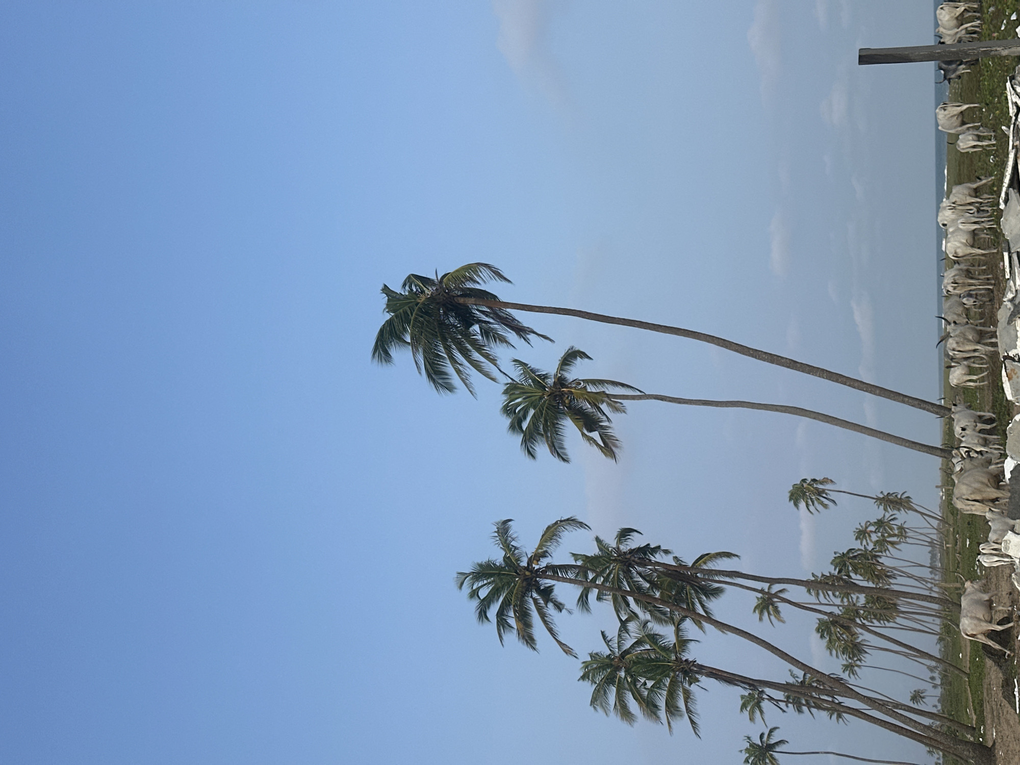 The image captures a serene coastal scene in Badagry, Nigeria, characterized by a clear, pale blue sky and a line of tall, slender palm trees leaning slightly, their fronds rustling in the breeze. In the foreground, a herd of white cattle grazes peacefully on a patch of green grass, with some of the animals facing the viewer. The ground is a mix of grass, sand, and scattered debris, hinting at a natural, somewhat untamed environment. The distant horizon shows a faint line where the sea meets the sky, with a few wispy clouds adding texture to the upper atmosphere. The overall impression is one of tranquility and rural life by the coast.