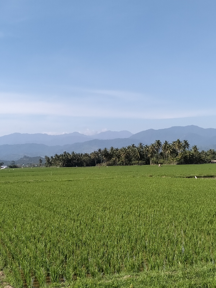 An expansive agricultural landscape in Lhokkulam, Indonesia, is depicted under a clear, light blue sky. The foreground and midground are dominated by a vibrant green rice paddy field, appearing partially submerged in water, with visible individual rice plants. In the midground, a dense horizontal line of tall palm trees, primarily coconut palms, separates the rice field from the distant background. To the far left, beyond the palm line, indistinct white structures are partially visible against a lower hill. A small white bird, likely an egret, stands on the ground in the mid-right portion of the rice field. The background features multiple layers of hazy, blue-grey mountain ranges under a bright, even daylight illumination. No human figures are present, and no overt actions or interactions are occurring.
