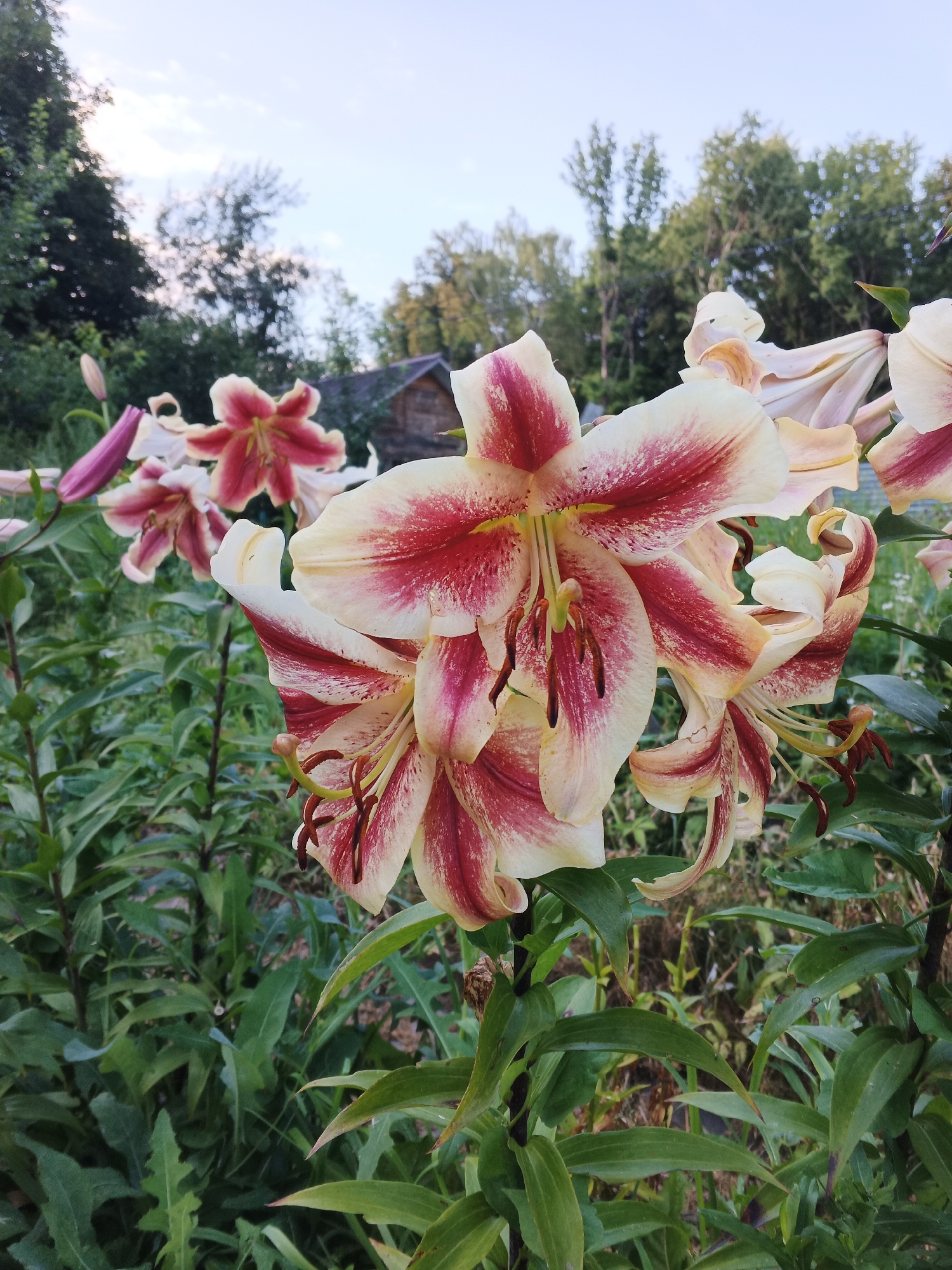 The image shows a close-up view of several large lilies with white and deep pink petals, some with streaks of both colors. The flowers are in bloom, with their stamens and pistils visible. In the background, out of focus, there are green leaves, trees, and a small wooden building. The sky is visible above the trees. The scene appears to be in a garden or natural setting. There are no people or animals in the image. The image is a photograph taken during the day, likely in late afternoon or early evening given the lighting. Based on the metadata, the image was taken in Suvorov, Russia.