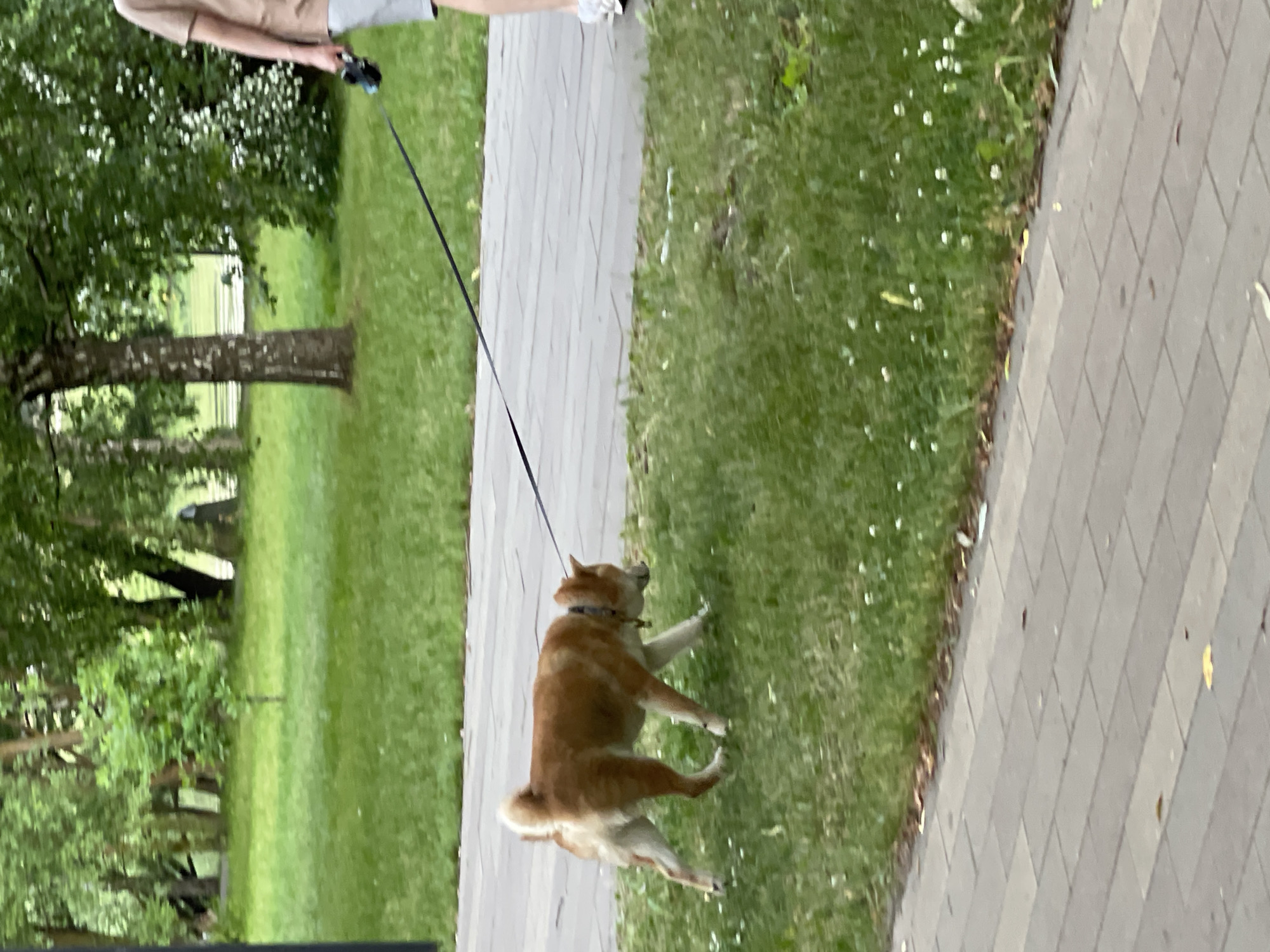 The image shows a person walking a Shiba Inu dog on a leash in a park. The dog is medium-sized and has reddish-brown fur with white markings on its chest and legs. It is walking on the grass next to a paved walkway. The person is out of focus in the background, wearing a tan t-shirt and grey shorts. The park has green grass, trees, and some white flowers. The paving stones are a light grey color. The scene appears to be in Moscow, Russia.