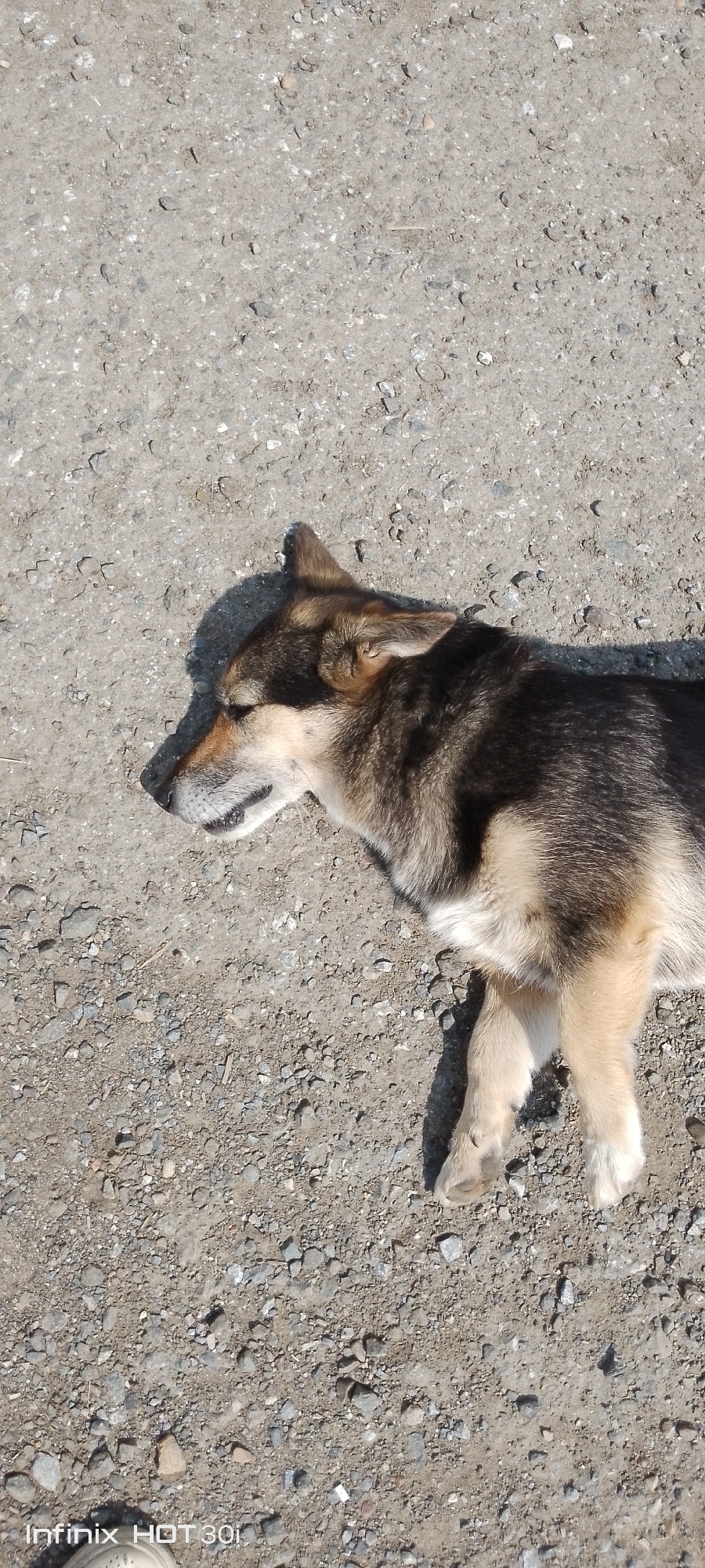 A medium-sized dog with brown and black fur is lying on a gravelly, sun-drenched surface in Kedrovy, Russia. The dog is facing to the left of the frame, with its eyes closed and mouth slightly open, appearing to be resting or sleeping. A shadow is cast on the ground to the left of the dog's head, indicating the direction of the sun. The ground is composed of small pebbles and dust. A portion of the dog's hind legs and paws are visible towards the bottom right of the image. There are no people or other discernible objects in the immediate vicinity of the dog. The setting appears to be an outdoor, undeveloped area.