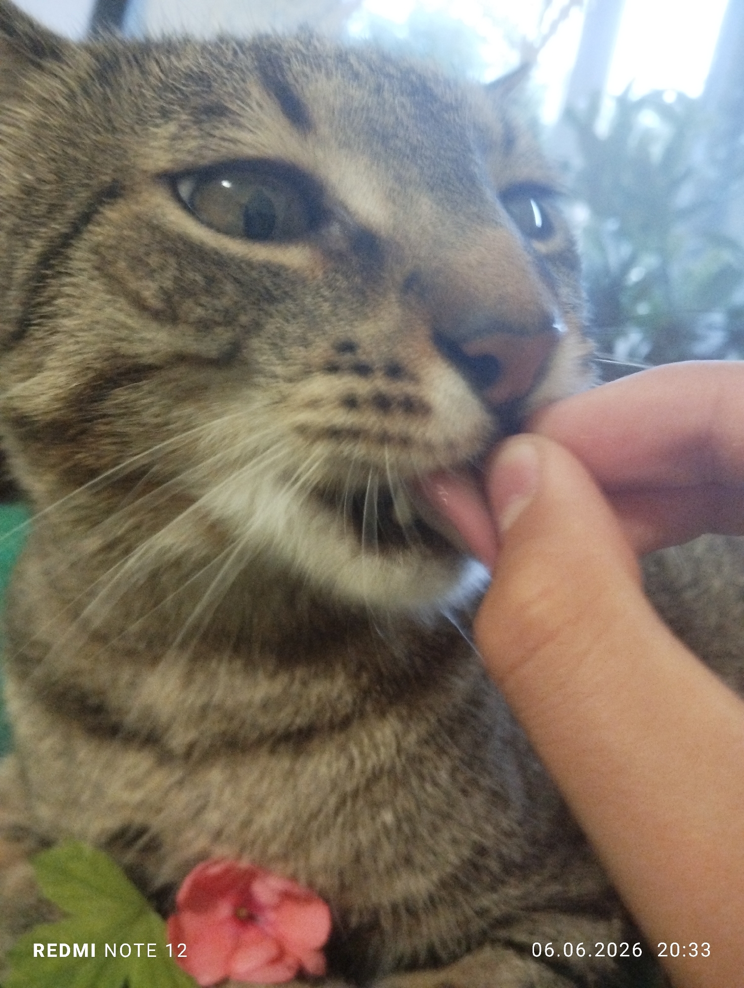 A domestic tabby cat, characterized by grey and brown patterned fur and white whiskers, is captured in a close-up, angled view. The cat's right eye, dark and reflective of ambient light, is visible in the upper left quadrant. A pale-skinned human finger is positioned in the lower right quadrant, extending towards the cat's muzzle. The cat's pink tongue is extended, actively licking the human finger. Below the cat's chest, in the lower left, a small cluster of reddish-pink petals and green foliage is visible. The background is blurred, showing indistinct green forms, indicative of indoor plants, under bright, diffused light from the upper right. The image metadata "REDMI NOTE 12" is present in the lower-left corner, and "06.06.2026 20:33" is present in the lower-right corner.