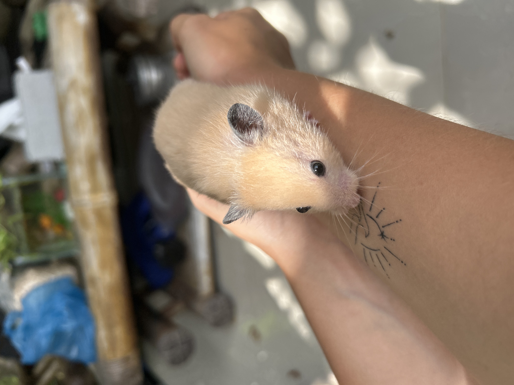 A person is holding a golden hamster on their forearm. The person has a tattoo of a stylized sun with rays on the underside of their forearm, near the hamster's whiskers. The background appears to be an outdoor area, perhaps a yard or garden, with various objects including a glass enclosure, bamboo pole, blue plastic bag, and other unidentified items in a disorganized manner. There is no information available to determine the location within Kuta Selatan, Indonesia.