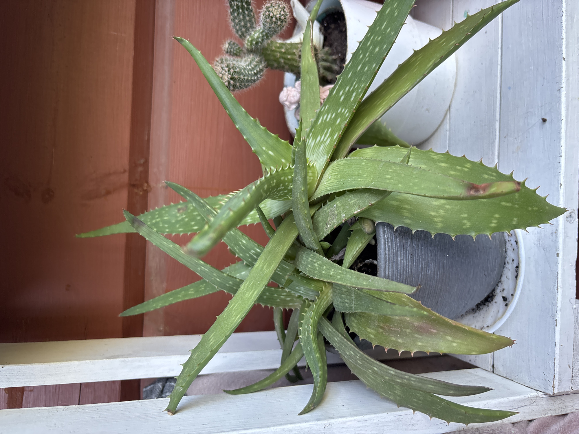 In a domestic outdoor setting, possibly a balcony or patio in the city of Granat, Russia, an aloe vera plant in a dark grey pot occupies the foreground. The plant is healthy and lush, with thick, green, spiky leaves extending upwards and outwards. It is positioned on a white, weathered wooden shelf. To the right of the aloe vera, a small cactus plant in a white pot is visible. Behind the plants, a reddish-brown wooden wall serves as the backdrop. The overall scene suggests a well-maintained collection of potted plants, likely part of a home garden or decorative arrangement.