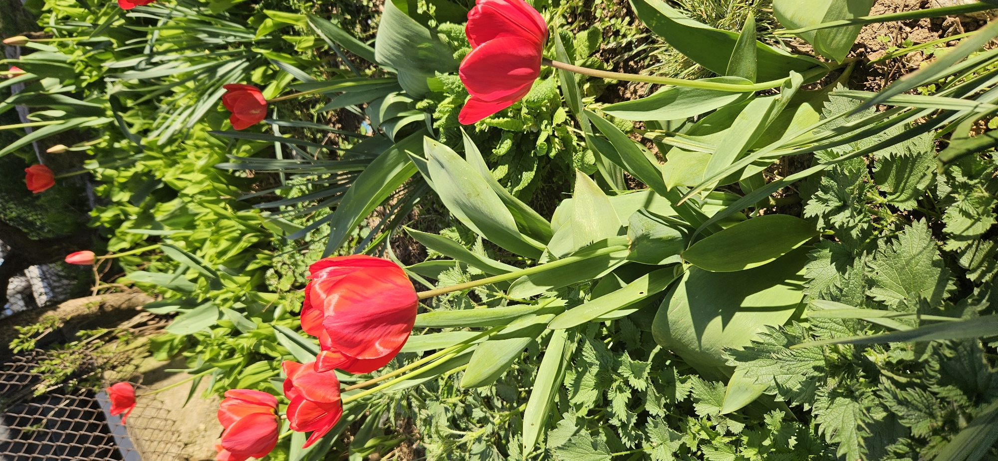 A close-up, angled ground-level shot depicts a patch of red tulips blooming among dense green foliage, potentially in a garden or naturalized area. The flowerheads are fully opened and a vibrant red, contrasted by the varying shades of green in the leaves and surrounding vegetation. Some light brown soil is visible among the plants. The scene appears to be outdoors on a sunny day, with strong directional sunlight creating shadows and highlights. The location, city and country are unknown.