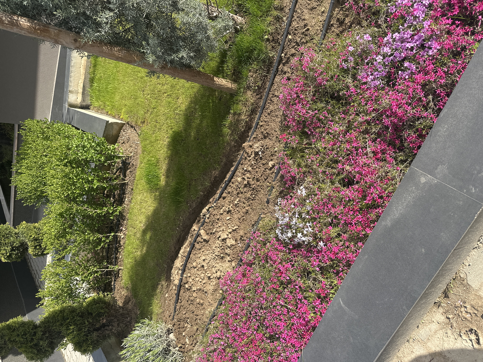 The image shows a garden in Sofia, Bulgaria. The garden includes green grass, trees, bushes, and a flower bed filled with pink, white, and purple flowers. A black irrigation pipe runs along the edge of the flower bed. A gray stone border separates the flowers from the walkway. There is a building in the background.