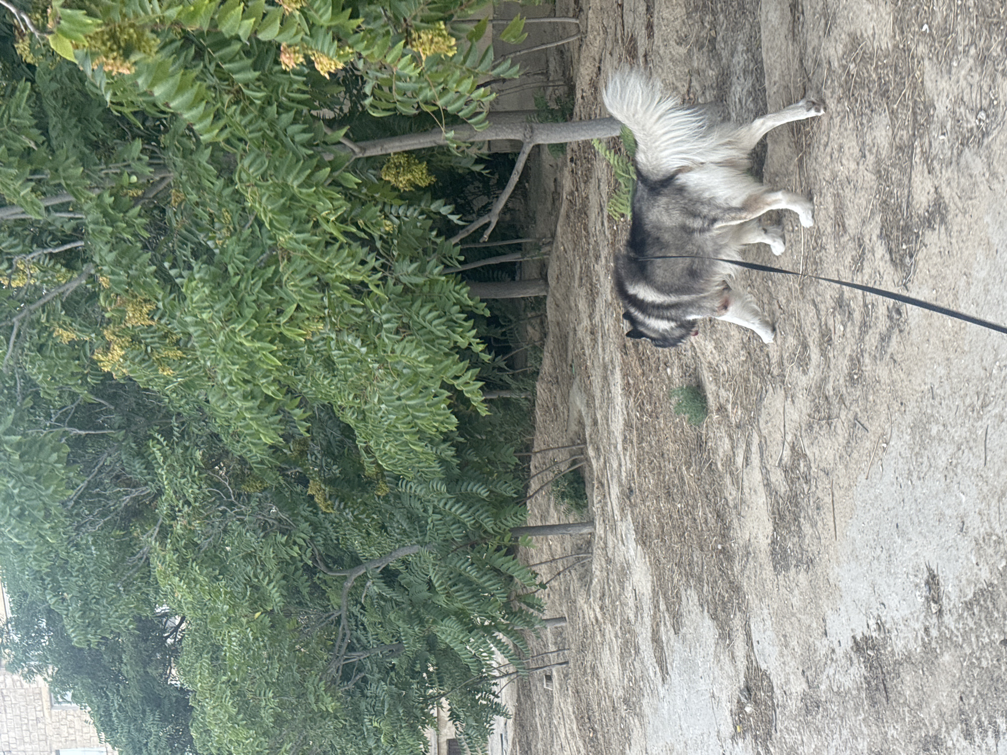 A medium shot captures a Siberian Husky with distinctive gray and white markings standing on a textured, concrete ground. The dog is tethered by a dark leash. To the left of the frame, a lush green tree with dense foliage and small clusters of yellow flowers provides a vibrant contrast to the muted tones of the ground and the dog's fur. The tree's branches are visible, some bare, suggesting a possible seasonal aspect. In the background, hints of a brick building can be seen, adding a touch of urban context to the natural elements. The lighting suggests it is daytime, with the sun casting soft shadows. The image appears to be taken outdoors in a setting that combines natural elements with man-made structures, possibly a park or a street in Aktau, Kazakhstan. The dog's posture suggests it might be pausing during a walk. No text is visible in the image.
