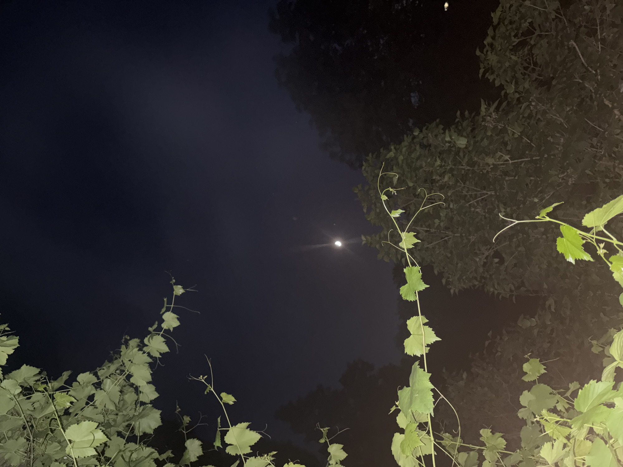 A nighttime outdoor scene shows a sliver of a crescent moon in a dark, hazy sky, partially obscured by trees and foliage. In the foreground, several branches with green leaves, possibly from a grapevine, are visible. The leaves are illuminated by an unseen light source, making them appear brighter than the surrounding darkness. The background consists of the silhouettes of trees and dense vegetation, with the dark sky above. The location is unknown.