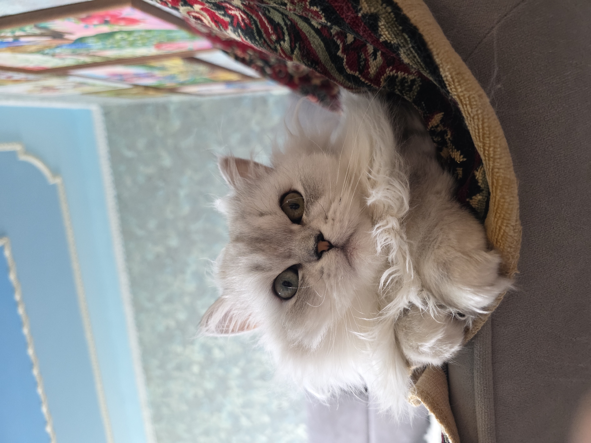 The media file shows a close-up, overhead view of a fluffy, silver Persian cat nestled in a soft, beige fabric, possibly a cat bed or a blanket. The cat has striking green eyes and a sweet expression. Its fur is long and wispy, with prominent cheek ruffs. The cat is positioned within a patterned textile, which features dark red, green, and black geometric designs, peeking out from behind the cat. To the left of the cat, a portion of a wall or ceiling is visible, painted a soft blue with decorative white trim, suggesting an indoor setting with some ornate detailing. In the background, a blurry green and white pattern can be seen, possibly a textured wall or a patterned fabric. The lighting suggests it could be daytime, with diffused light creating a soft atmosphere. The overall impression is one of coziness and comfort, with the cat appearing relaxed and content in its surroundings. No people are visible in the image, and there is no visible text. The location context is Novocheboksarsk, Russia.