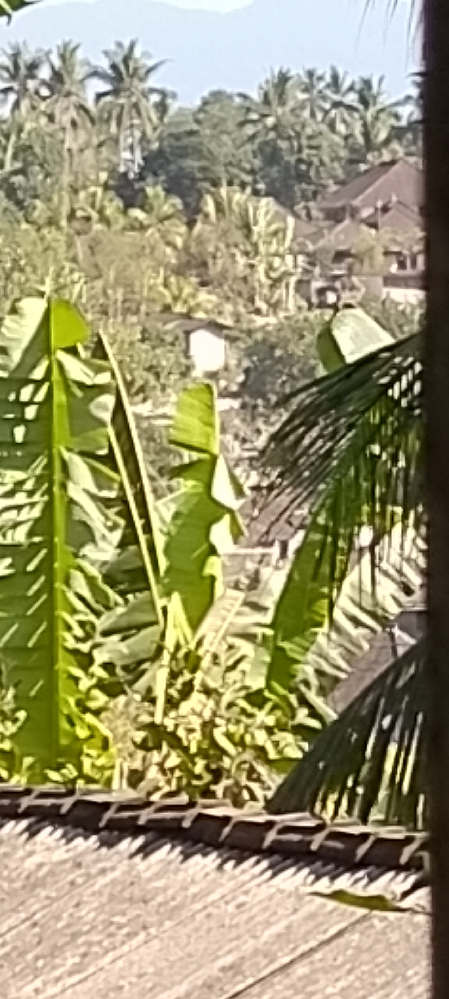 The image depicts a sun-drenched, tropical landscape viewed from an elevated position, likely a balcony or rooftop. In the foreground, the edge of a tiled roof is visible, with shadows cast by what appear to be roof tiles or a patterned railing. Dominating the mid-ground are large, vibrant green banana leaves, partially obscuring the scene beyond.
Further into the distance, a dense jungle canopy of various shades of green stretches across rolling hills. Several palm trees with their characteristic fronds are interspersed within the foliage, suggesting a warm climate. Nestled within the trees are buildings with dark, pitched roofs, indicative of traditional architecture. A small, light-colored building stands out against the greenery. The sky above is a pale, hazy blue, hinting at a bright and possibly humid day. The overall impression is one of a serene, natural environment with human habitation integrated into the landscape.
