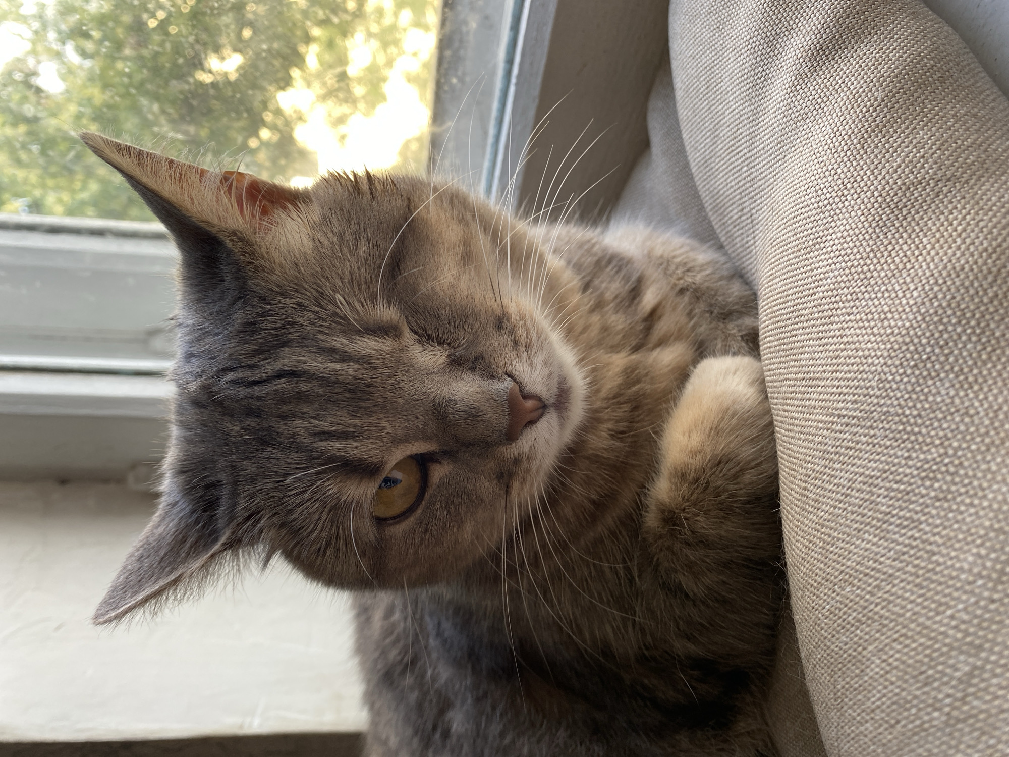 A close-up, eye-level shot shows a tabby cat with a missing left eye resting on a beige linen cushion. The cat faces the viewer, with its right eye, a golden hue, open and alert. Its left eye is closed. The cat's fur is a mix of grey and brown tabby stripes, with a white patch on its right paw. The background is softly blurred, showing a window with green foliage visible through it, suggesting an outdoor scene bathed in sunlight. The overall lighting is warm and natural. The scene appears to be indoors, near a window. The exact location within the city of Unknown, Unknown, is not discernible from the image.