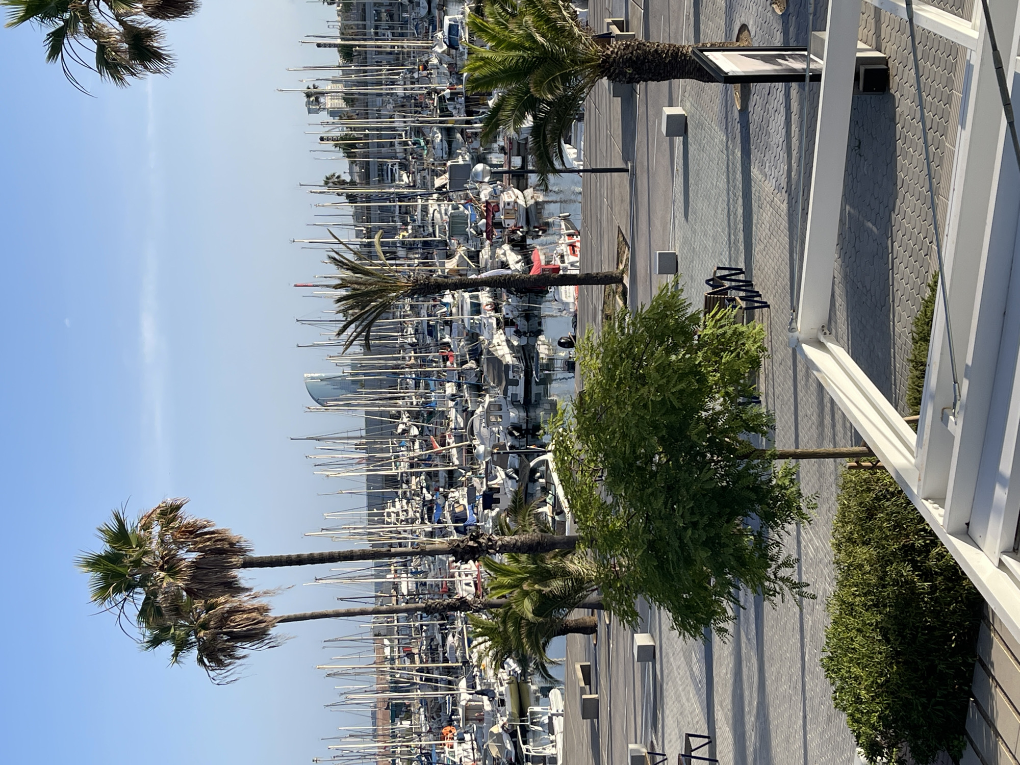 This is a photograph of a marina in Barcelona, Spain. The marina is filled with many sailboats and motorboats. Several palm trees are scattered throughout the scene, with two prominent palm trees in the foreground. In the background, there is a city skyline with a distinctive modern building. The ground in the foreground is paved with interlocking grey tiles and there are benches and concrete blocks visible on the promenade. The sky is clear and blue, indicating a sunny day. The water in the marina is calm, reflecting the boats and sky. There are no people or animals clearly visible in the frame.
