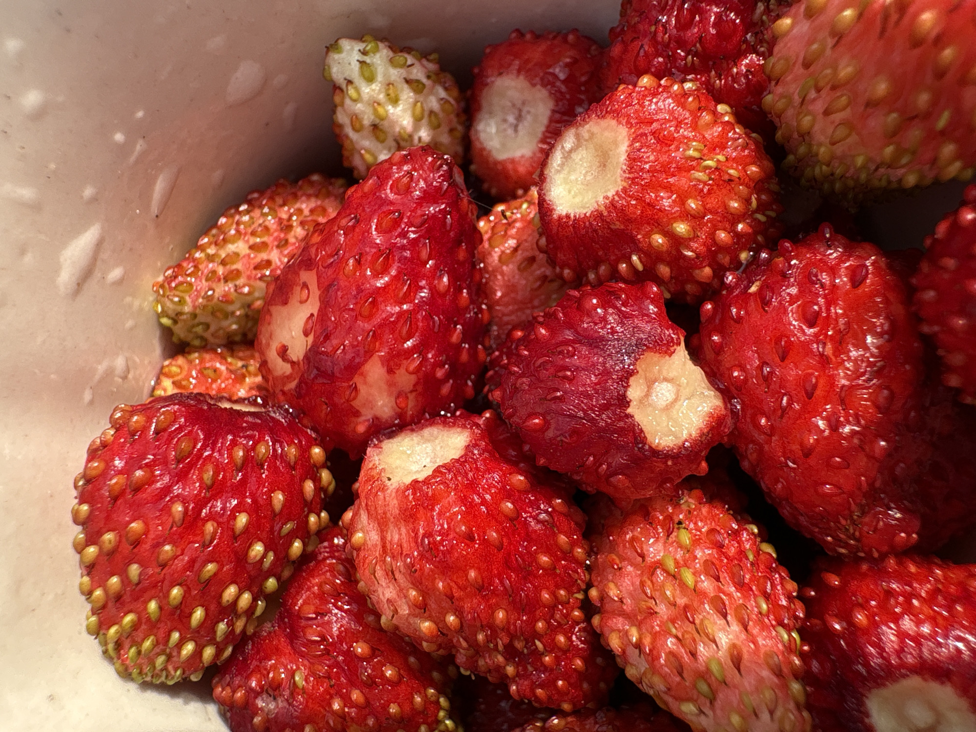 A close-up, overhead shot shows a container filled with small, ripe wild strawberries. The berries are a vibrant red, with visible yellow seeds dotting their surfaces. Some of the strawberries appear to have been bitten or broken, revealing their white interior. The background is a light-colored, textured surface, likely the inside of the container. The lighting suggests it is daytime, with sunlight casting bright highlights on the glossy berries. The image provides no information about the city of Italmas, Russia, or any people present.