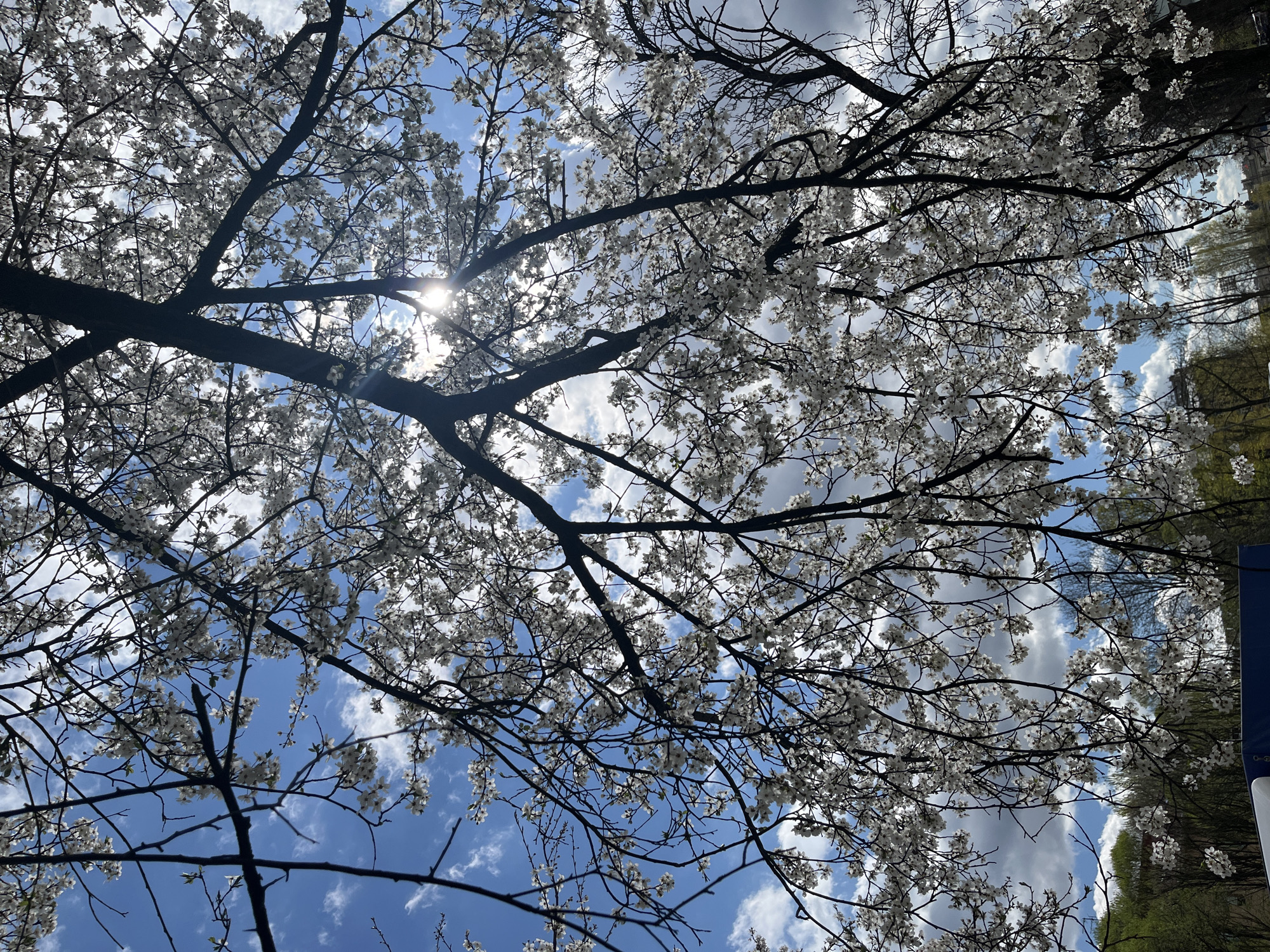 The image shows a view looking up through the branches of a blossoming tree, likely a cherry tree, against a partly cloudy blue sky. The sun is visible through the branches, creating a glare. The tree's branches are dark and silhouetted, while the blossoms appear white and delicate. In the background, glimpses of green foliage and what appears to be a sign can be seen. The location is not discernible based solely on the image.
