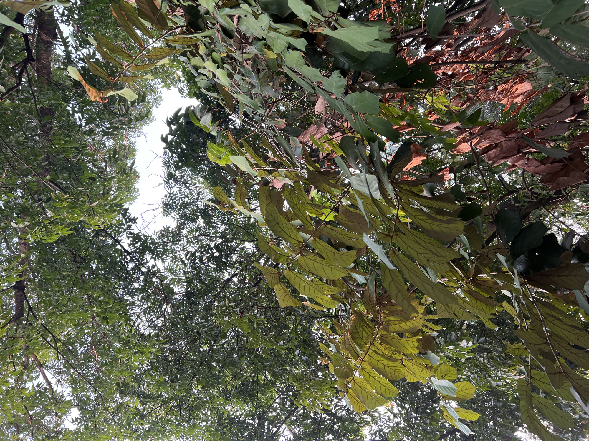 In Klapanunggal, Indonesia, this image captures an upward view of tree canopies against a bright sky. The foreground features branches laden with broad, green leaves, some of which exhibit a yellowish hue and prominent veins. Interspersed are branches with clusters of dry, brown, and reddish-brown leaves, suggesting a transition or shedding phase. Further back, a denser canopy of vibrant green leaves from other trees fills the upper portion of the frame, creating a layered effect of foliage. The overall scene depicts a natural environment rich in vegetation.