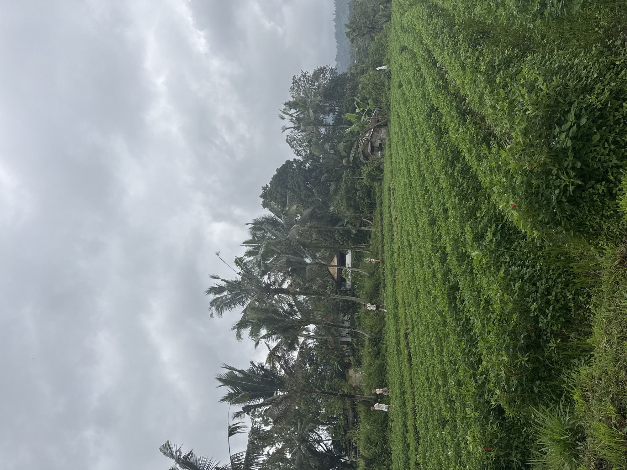 An outdoor, vertical, medium shot captures a field of lush green crops stretching into the distance under a cloudy sky. Several palm trees are visible on the left side of the image, interspersed with a dense collection of other trees and foliage. In the background, a small, rustic hut is nestled among the trees. Four individuals, dressed in light-colored clothing, are scattered throughout the field, appearing to be walking or working among the crops. The crops are planted in neat rows, forming a textured pattern across the landscape. The overall scene depicts a rural agricultural setting with a tropical ambiance.