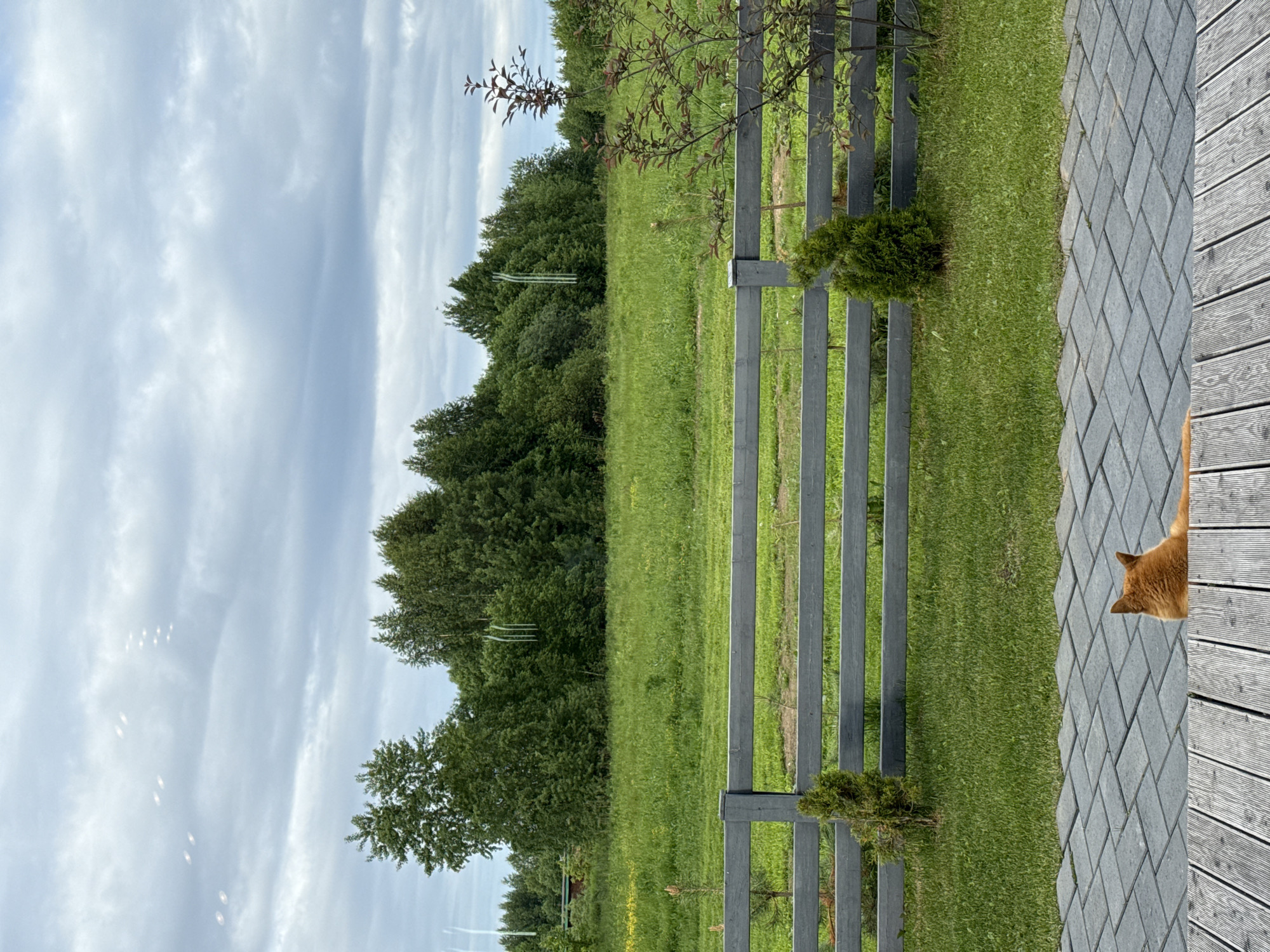 This image depicts an outdoor landscape scene observed from a vantage point in Perm, Russia, likely a patio or deck. In the immediate foreground, a section of weathered light gray wooden planks is visible. Adjacent to this, dark gray rectangular paving stones are laid in a herringbone pattern. A reddish-orange dog is resting on these paving stones, facing away from the viewer and looking towards the distant field; only its head and part of its back are visible.
Beyond the paving, a strip of well-maintained green grass extends to a gray wooden fence, constructed with horizontal planks and two visible posts. Two small, conical evergreen shrubs are planted in the grass near these fence posts. To the right, a small deciduous shrub with reddish leaves partially obscures the fence.
The mid-ground features an expansive green field with some lighter green patches and hints of yellow flora. This field is bordered in the background by a dense line of mixed deciduous and coniferous trees. The sky above is overcast with layers of gray clouds. Several bright, circular, and elongated light reflections or lens flares are prominent in the upper sky, consistent with the image being captured through a glass surface. Faint, wavy, vertical lines, possibly reflections or smudges on glass, are also visible, particularly over the trees on the left and right sides of the image. No human figures are present, and no specific actions are being performed other than the dog resting.