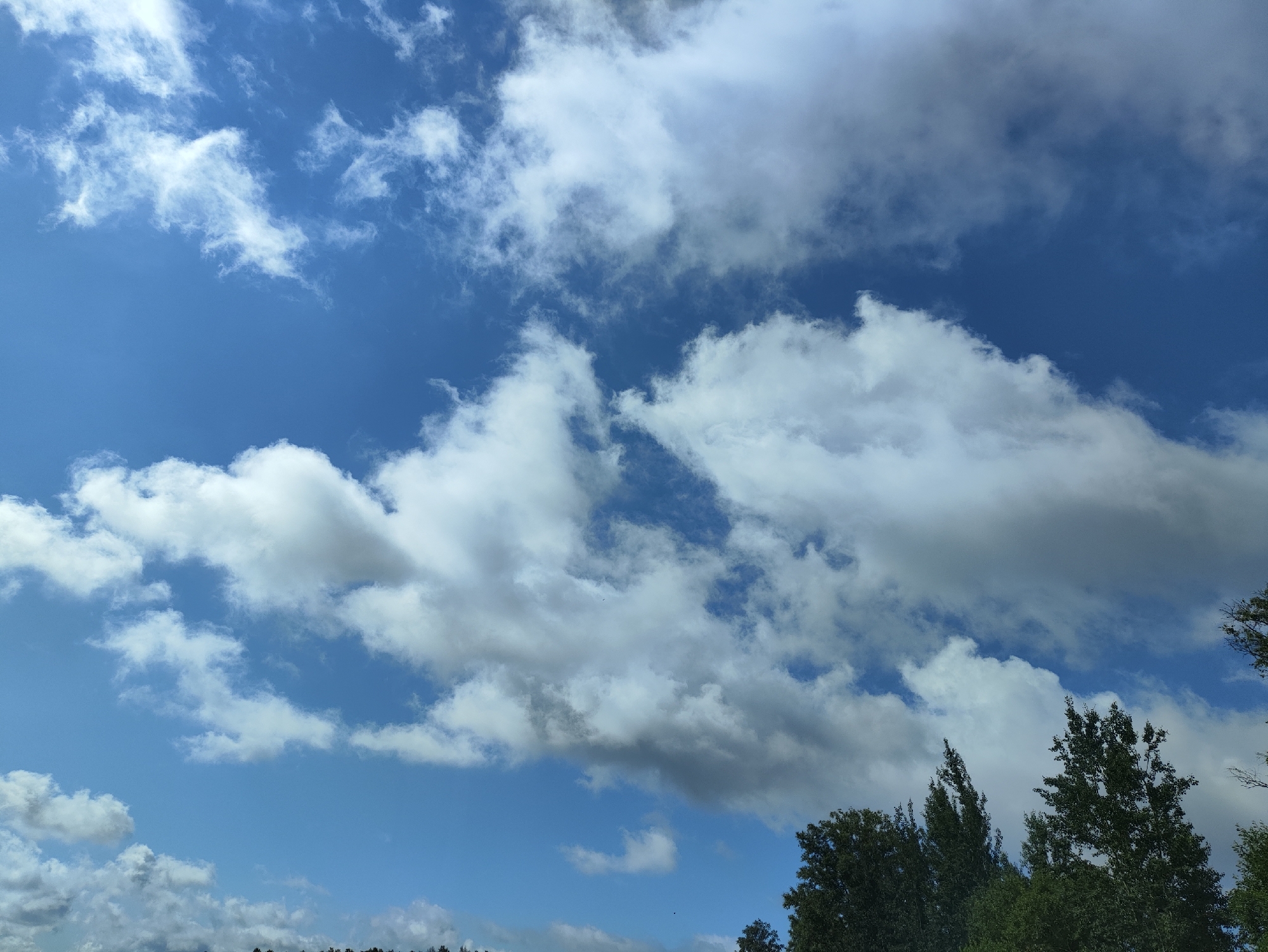 This is an outdoor, eye-level, medium shot of a bright blue sky with scattered white and gray clouds. The tops of several evergreen trees are visible along the bottom edge of the image. The scene is likely located in Vitrupe, Latvia, as indicated by the user's prompt. There are no people, animals, or man-made structures visible. The lighting suggests it is daytime.