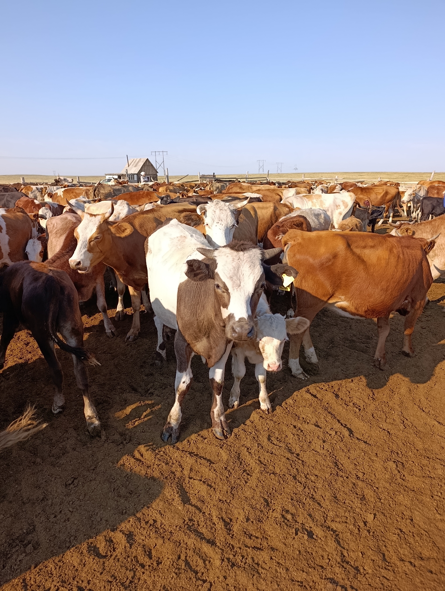 A herd of cattle stands in a dusty pen under a clear blue sky. The cattle are predominantly brown and white, with some uniformly brown individuals. In the background, a wooden structure resembling a small shed or building stands with power lines and poles extending across the horizon. The ground is dry and reddish-brown, with shadows cast by the cattle. The scene appears to be an outdoor enclosure for livestock, likely in a rural or agricultural setting.