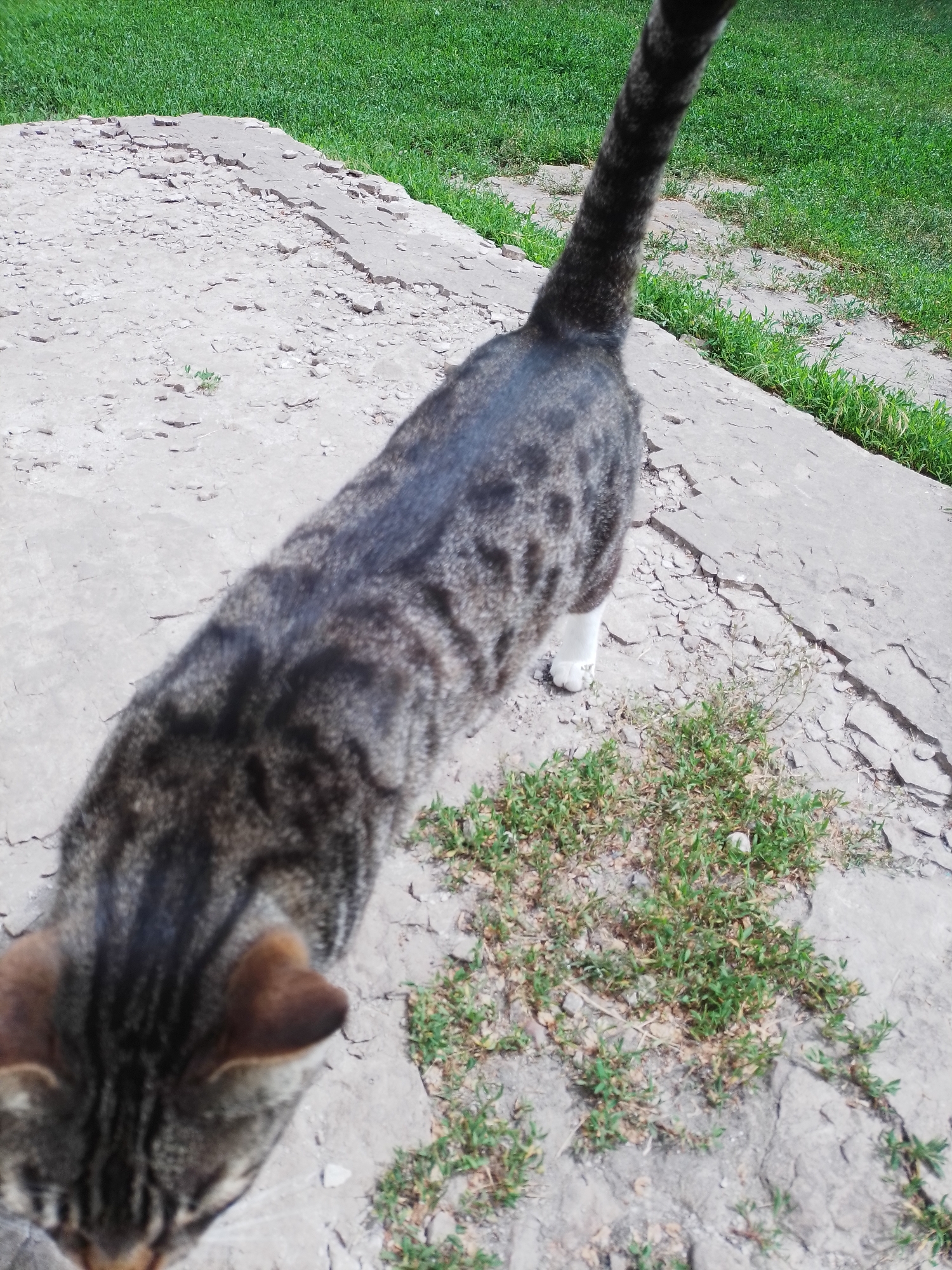 The image depicts an outdoor scene in the city of Ustyvytsia, Ukraine, under bright daylight conditions. A domestic short-haired cat, characterized by a grey and dark brown tabby stripe pattern, is the primary subject. The cat is oriented with its back to the viewer, walking away, with its head slightly lowered, suggesting it is looking at the ground or sniffing. Its tail is prominently visible, held upright. At least one white paw is visible on its right side. The cat is positioned on a light grey, possibly concrete or stone, surface that exhibits significant cracking, fragmentation, and uneven textures. Numerous small green plants, consistent with weeds or short grass, are growing in clusters and individually through the cracks and on patches of the broken ground surface. Beyond this immediate foreground, a dense, vibrant green expanse of grass covers the background, indicating the edge of a lawn, field, or park area. No other individuals or objects are discernible in the frame.